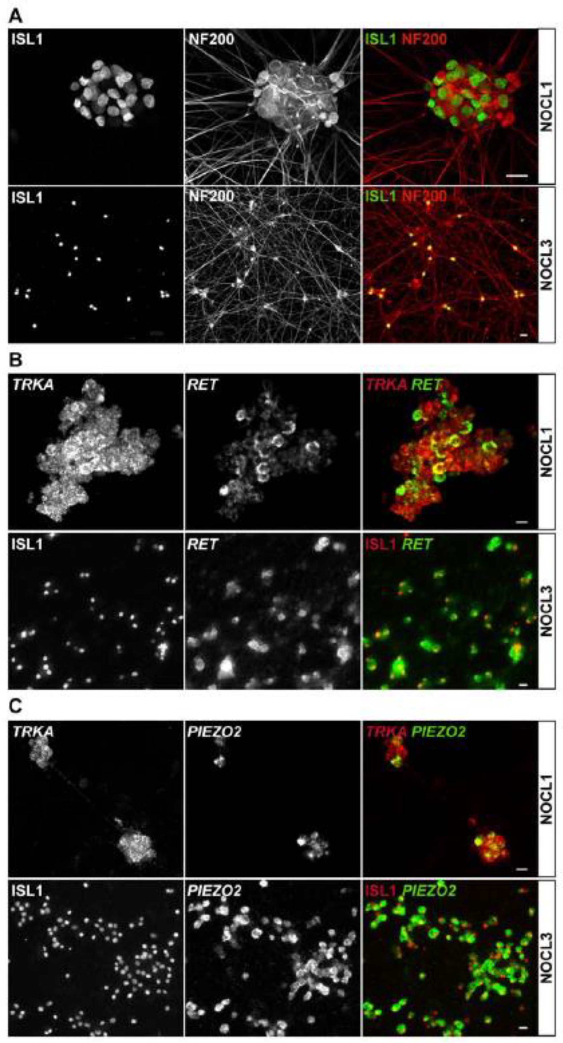 Cells 11 02905 g004 Cells 11 02905 g004