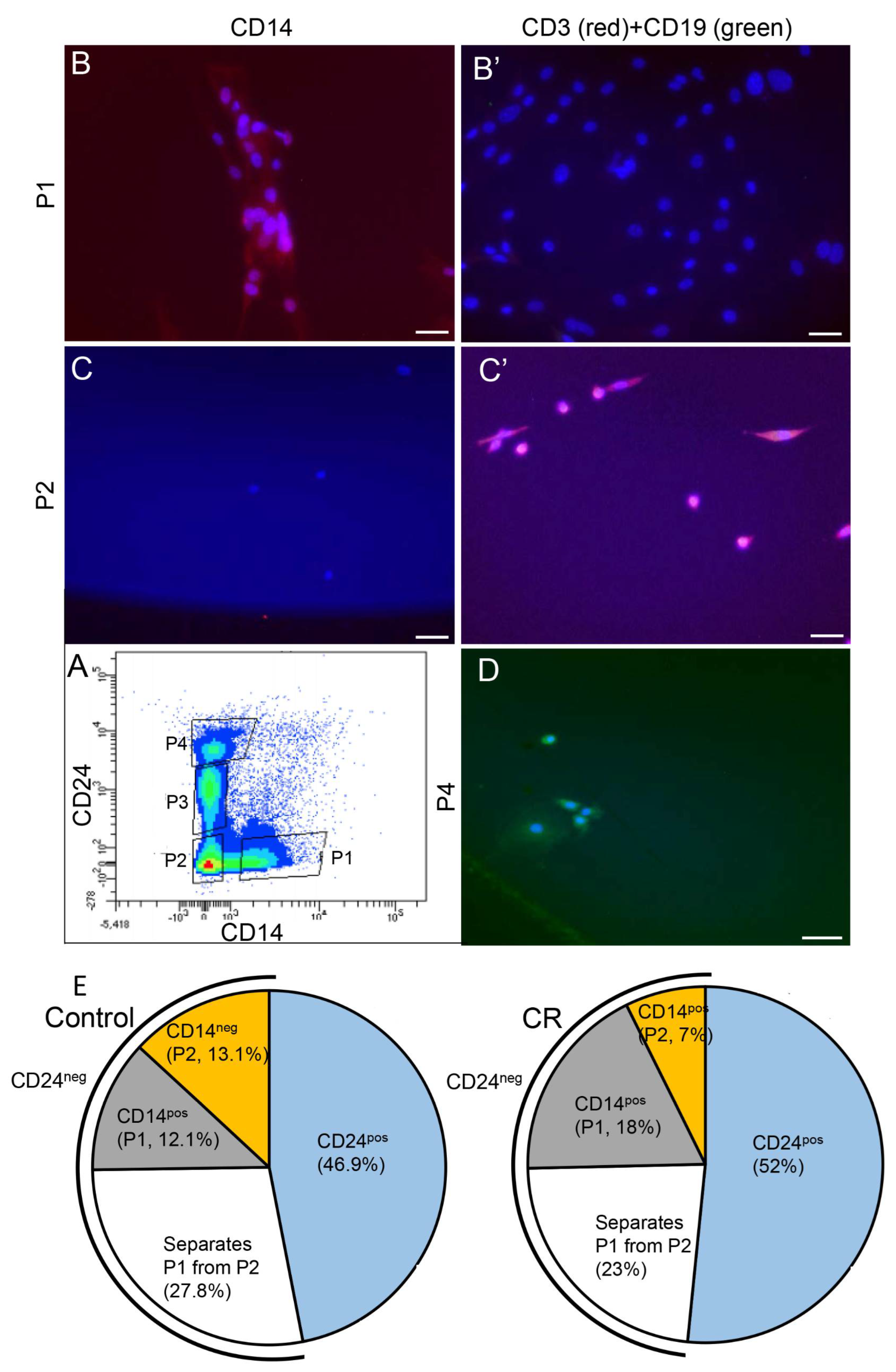 Cells 11 02923 g005 Cells 11 02923 g005