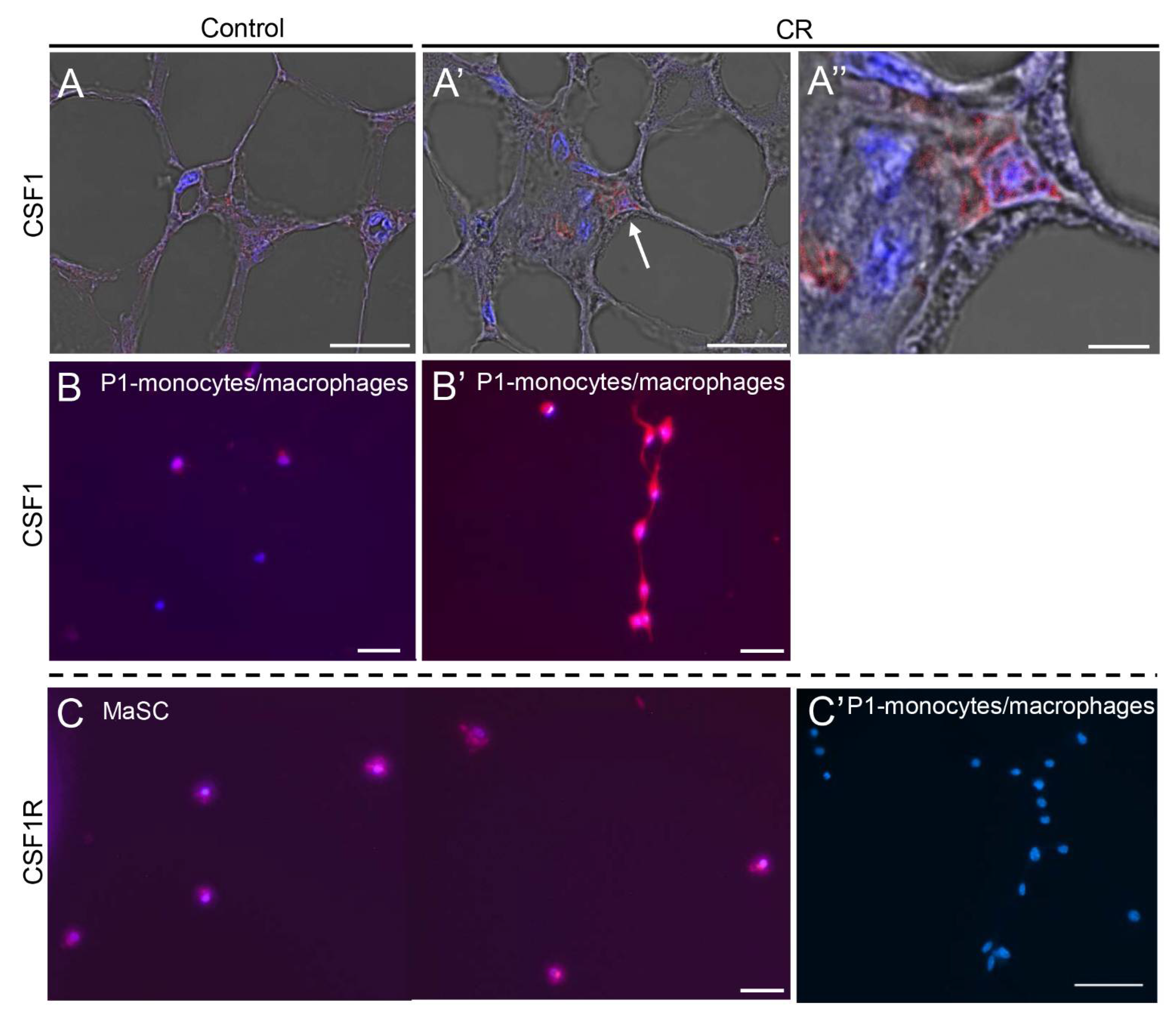 Cells 11 02923 g006 Cells 11 02923 g006