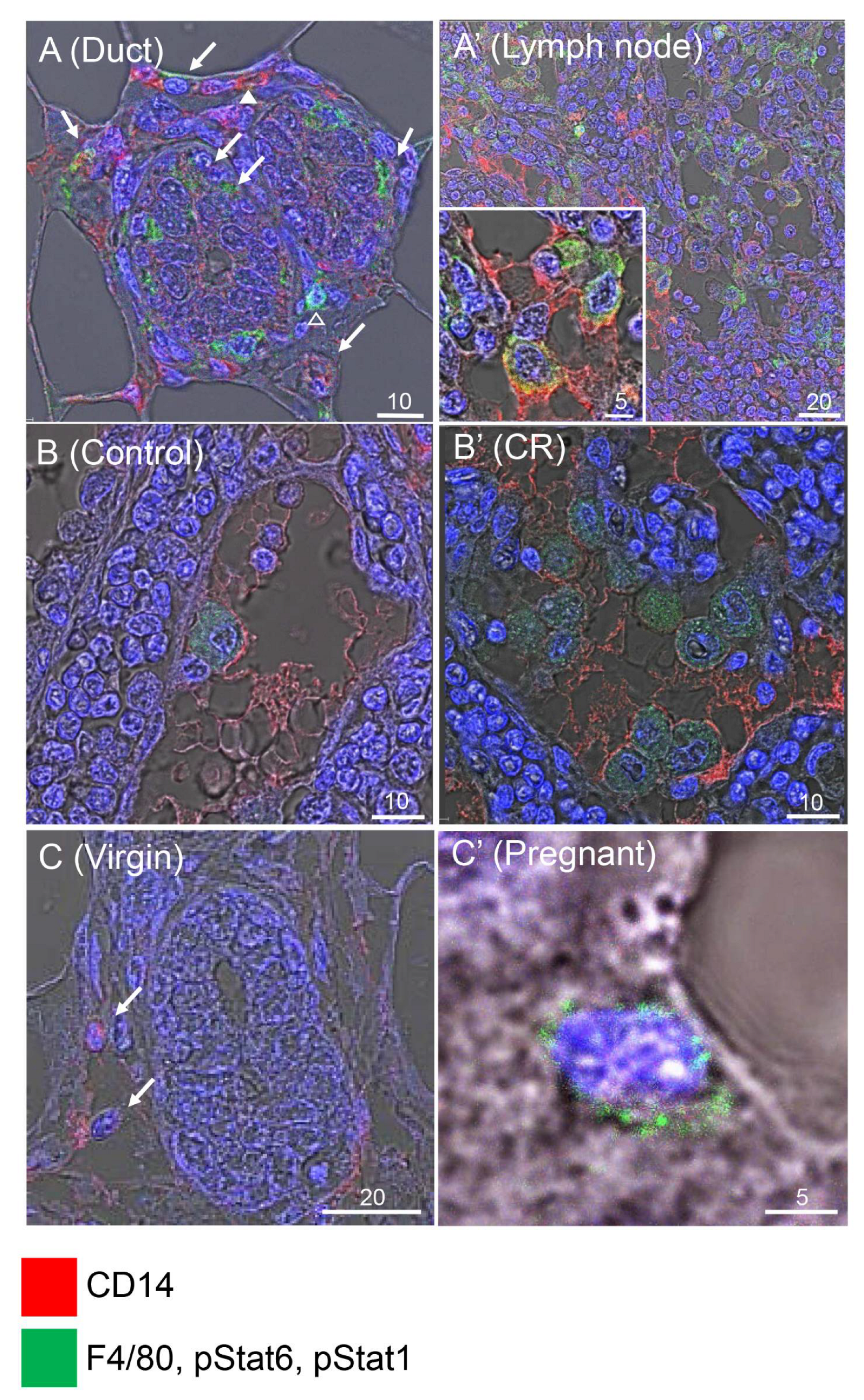 Cells 11 02923 g007 Cells 11 02923 g007