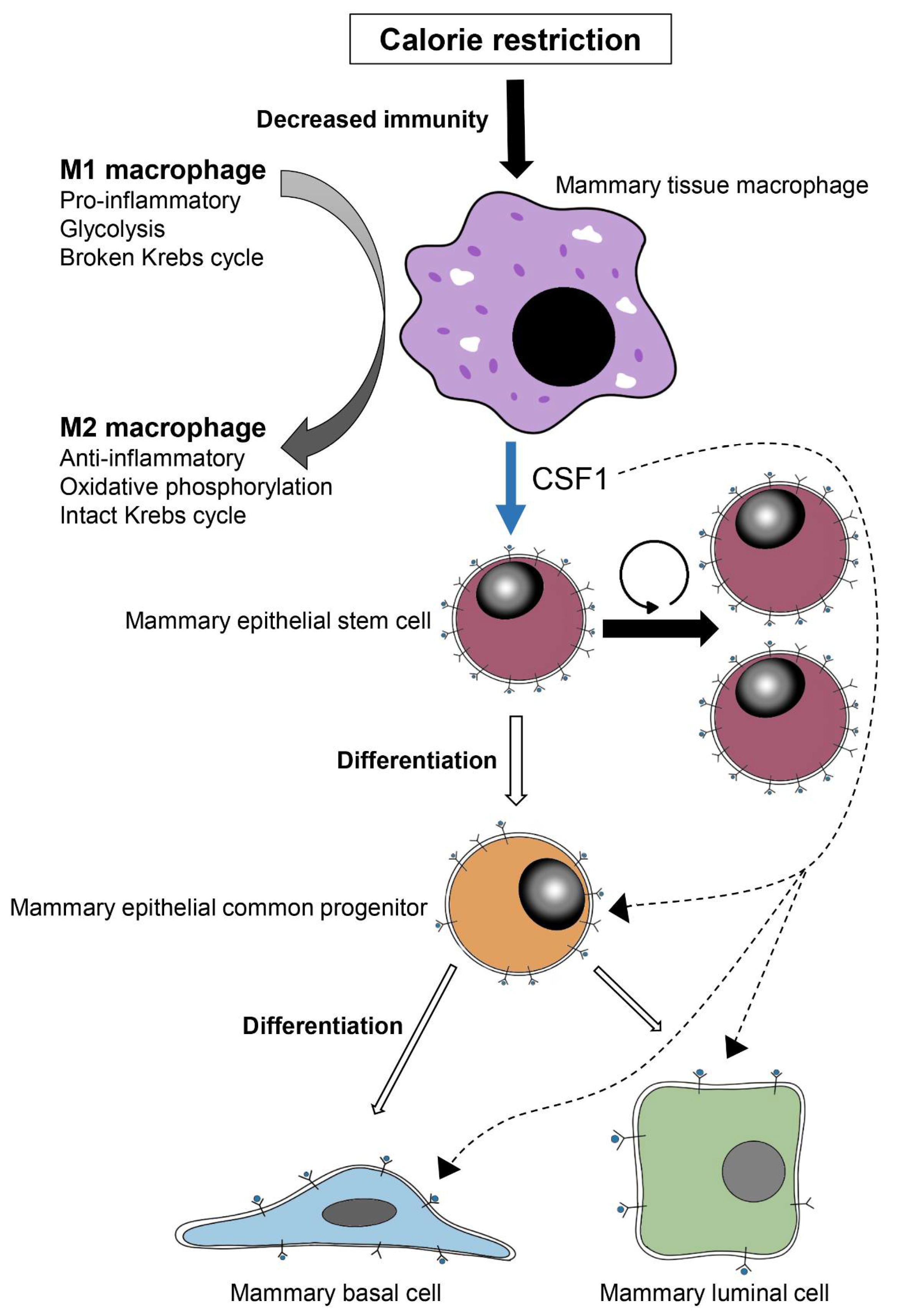 Cells 11 02923 g009 Cells 11 02923 g009
