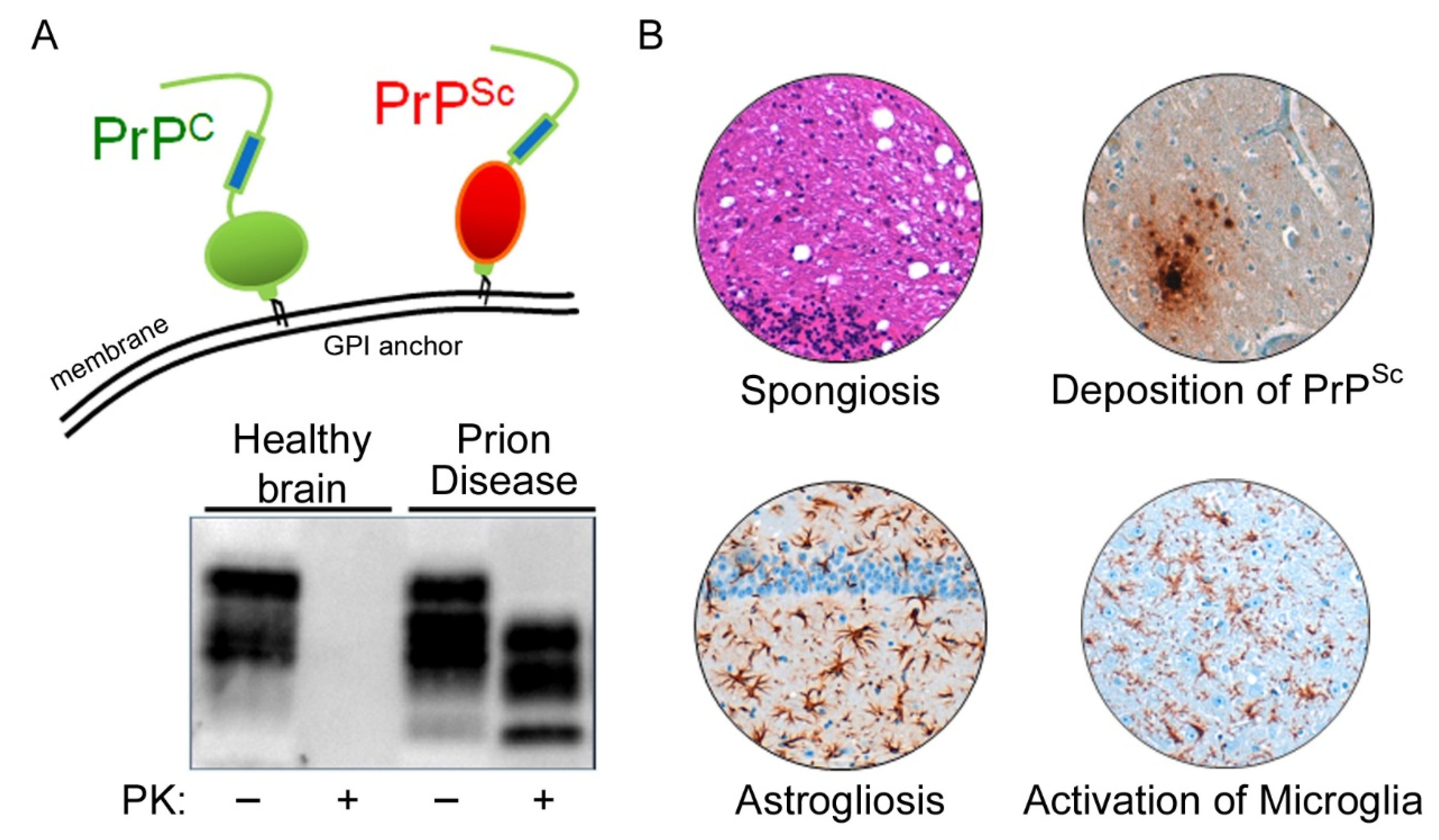 Cells 11 02948 g001 Cells 11 02948 g001