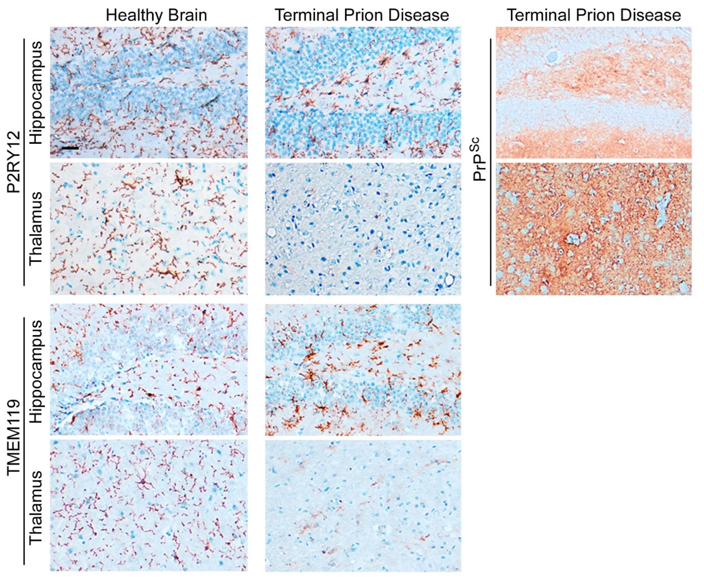 Cells 11 02948 g004 Cells 11 02948 g004