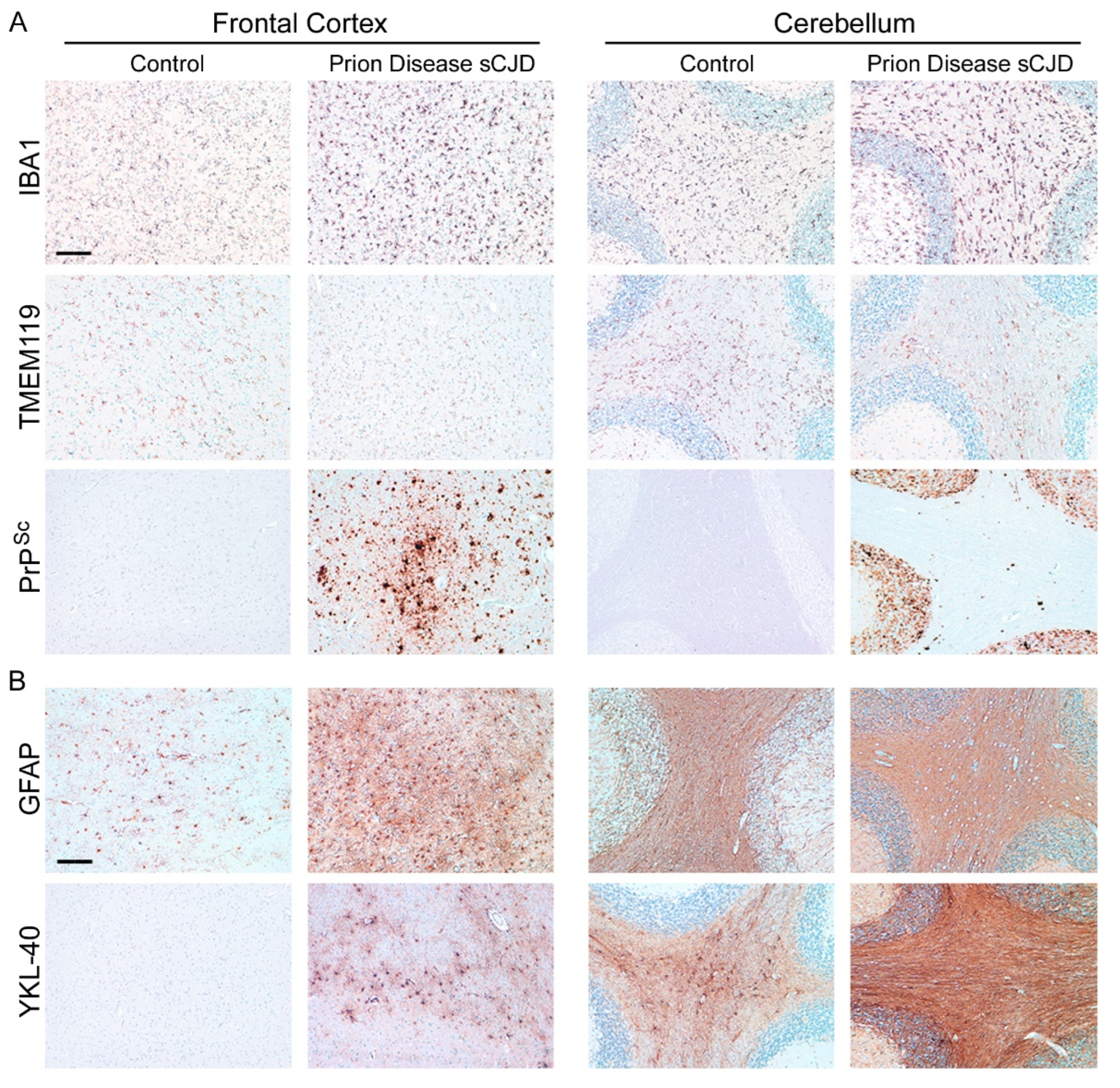 Cells 11 02948 g006 Cells 11 02948 g006
