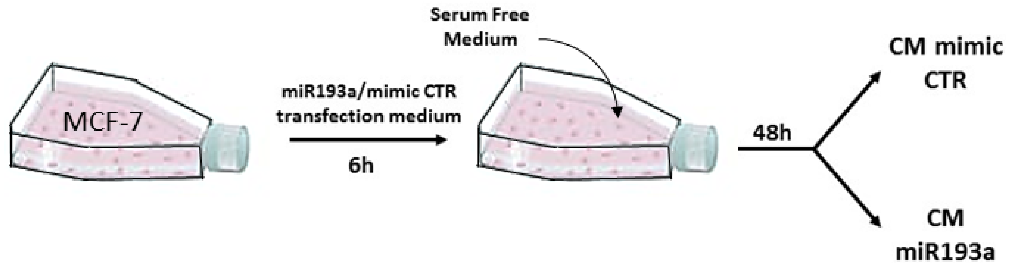 Cells 11 02967 g001 Cells 11 02967 g001