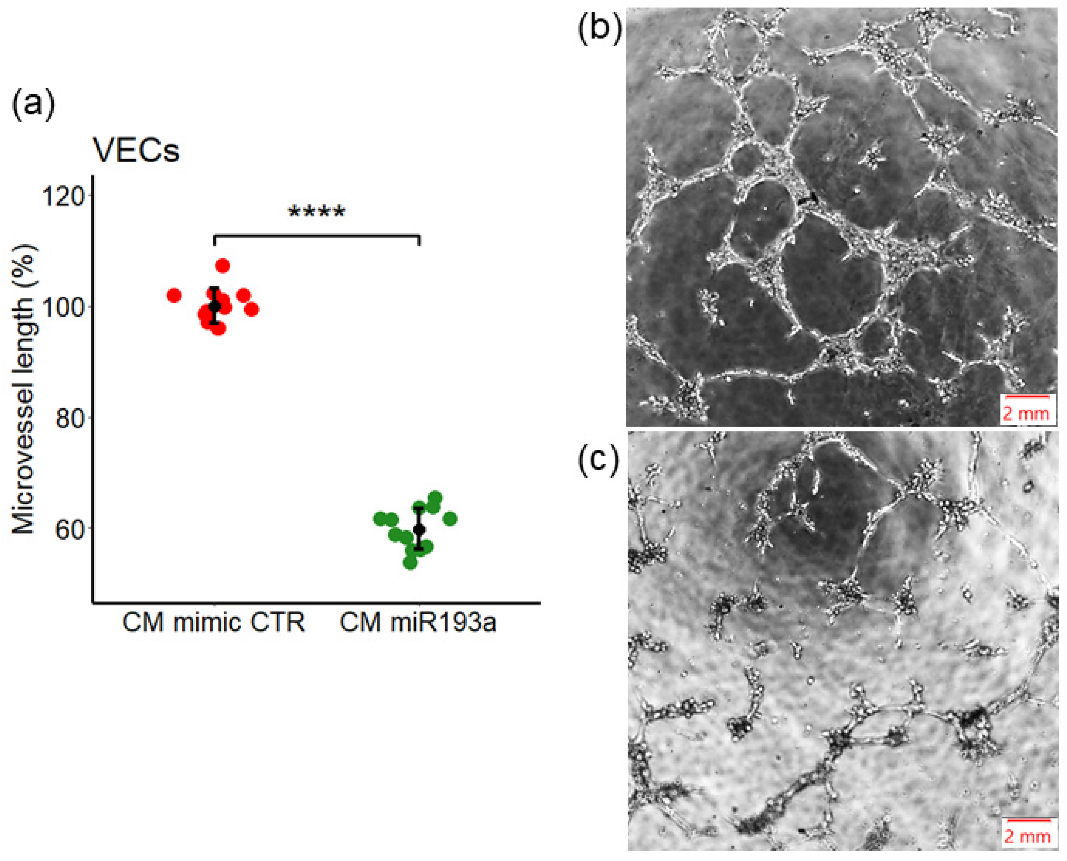 Cells 11 02967 g005 Cells 11 02967 g005
