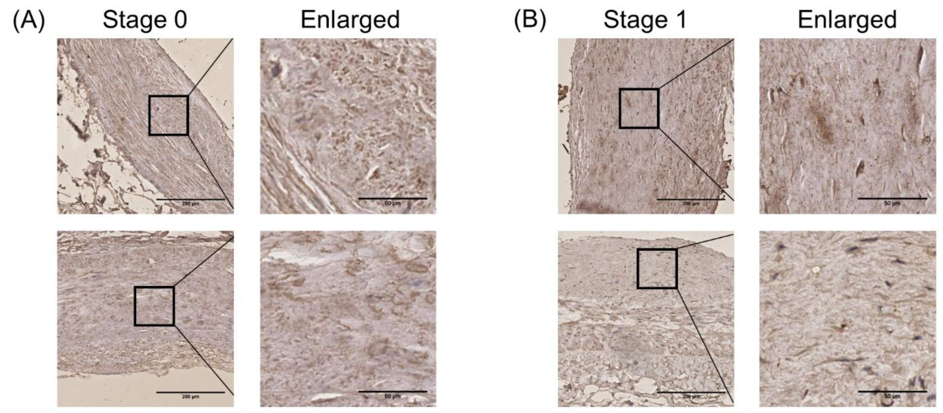 Cells 11 02980 g008a
