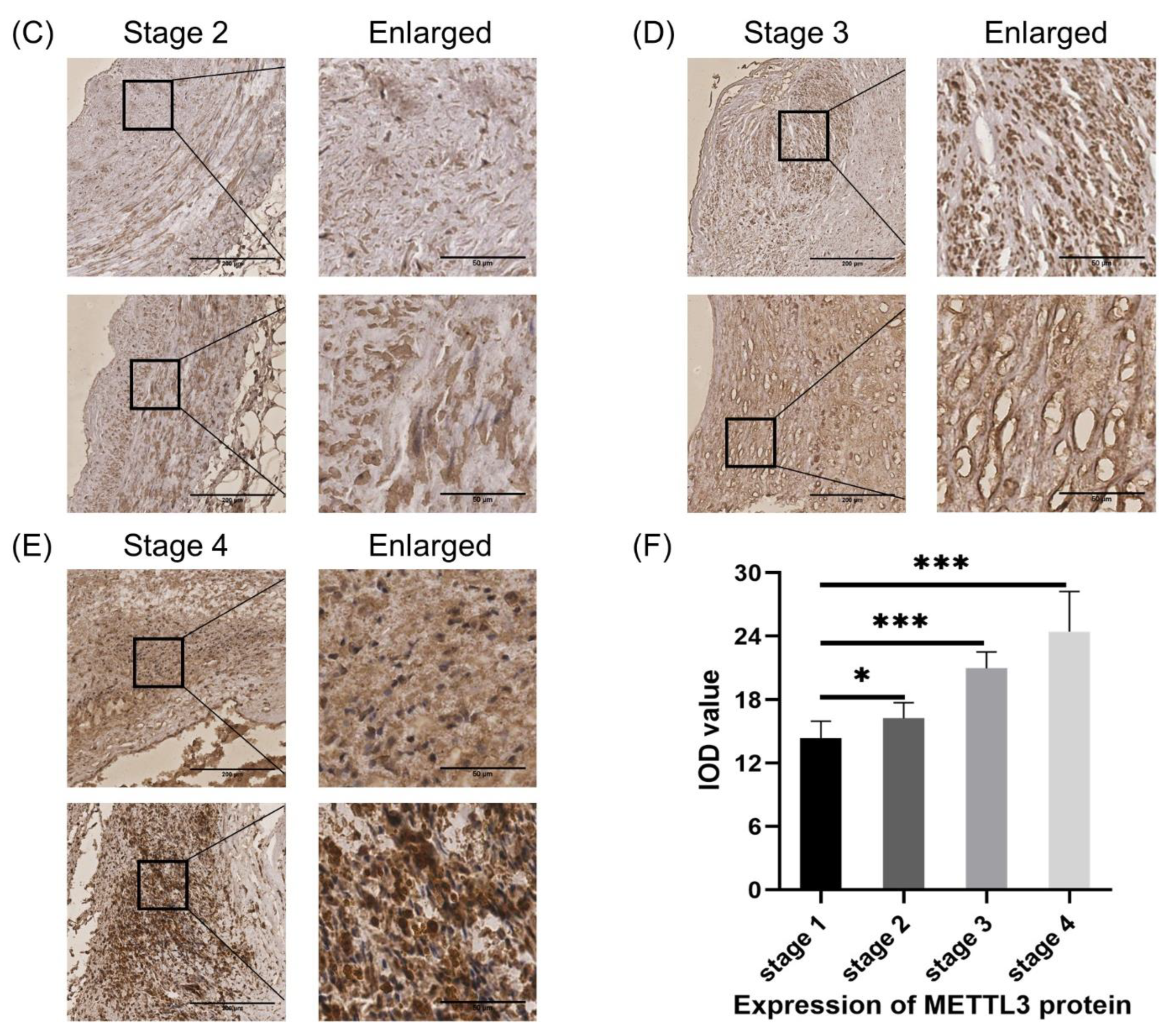 Cells 11 02980 g008b