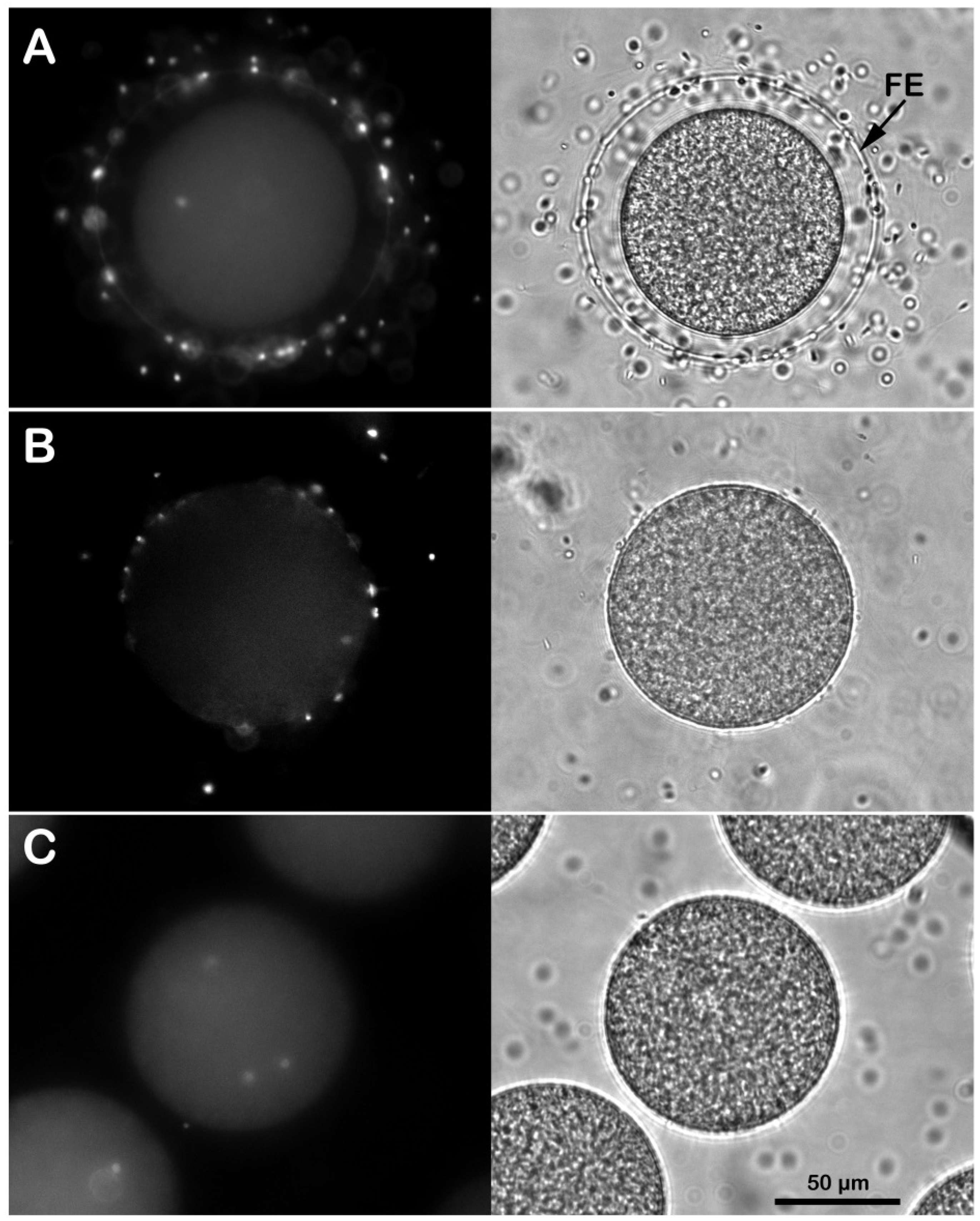 Cells 11 02984 g003 Cells 11 02984 g003