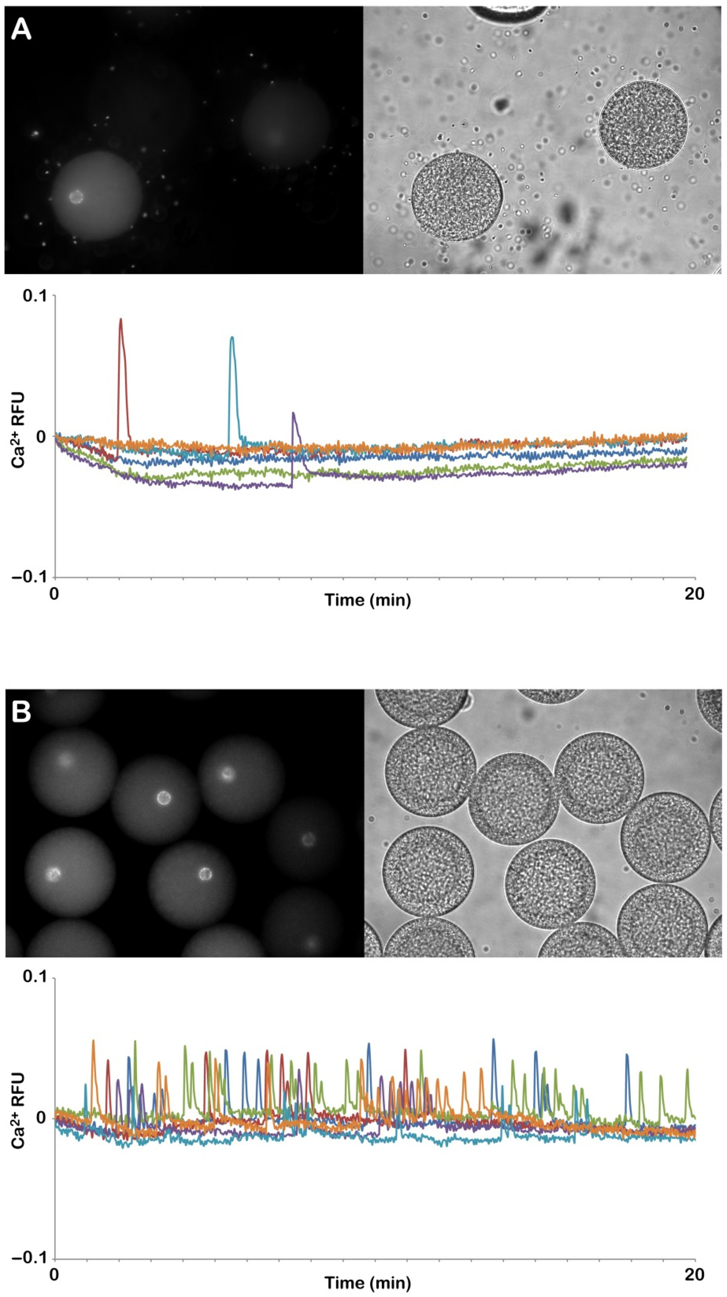 Cells 11 02984 g005 Cells 11 02984 g005
