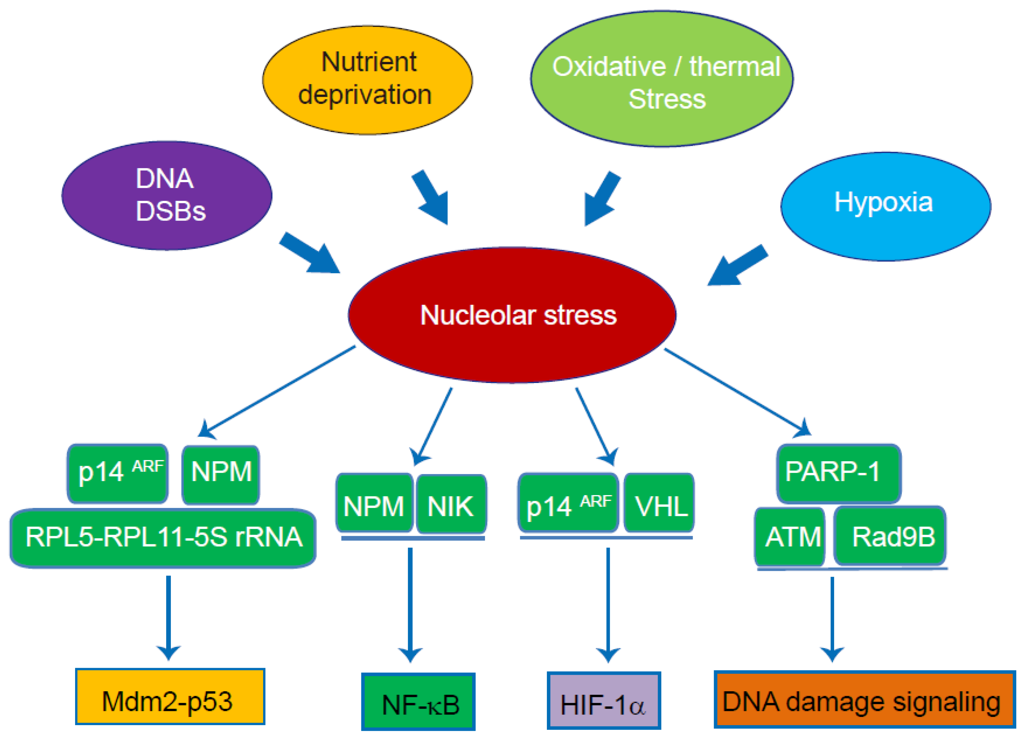 Nucleolus and Nucleolar Stress: From Cell Fate Decision to Disease ...