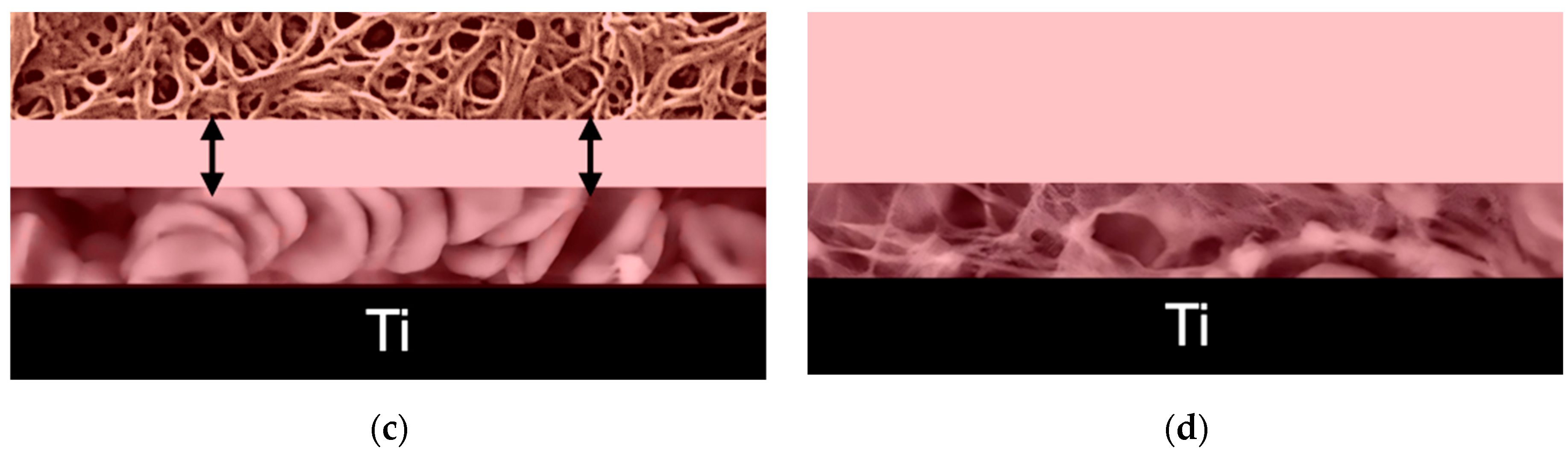 Cells 11 03048 g006b Cells 11 03048 g006b