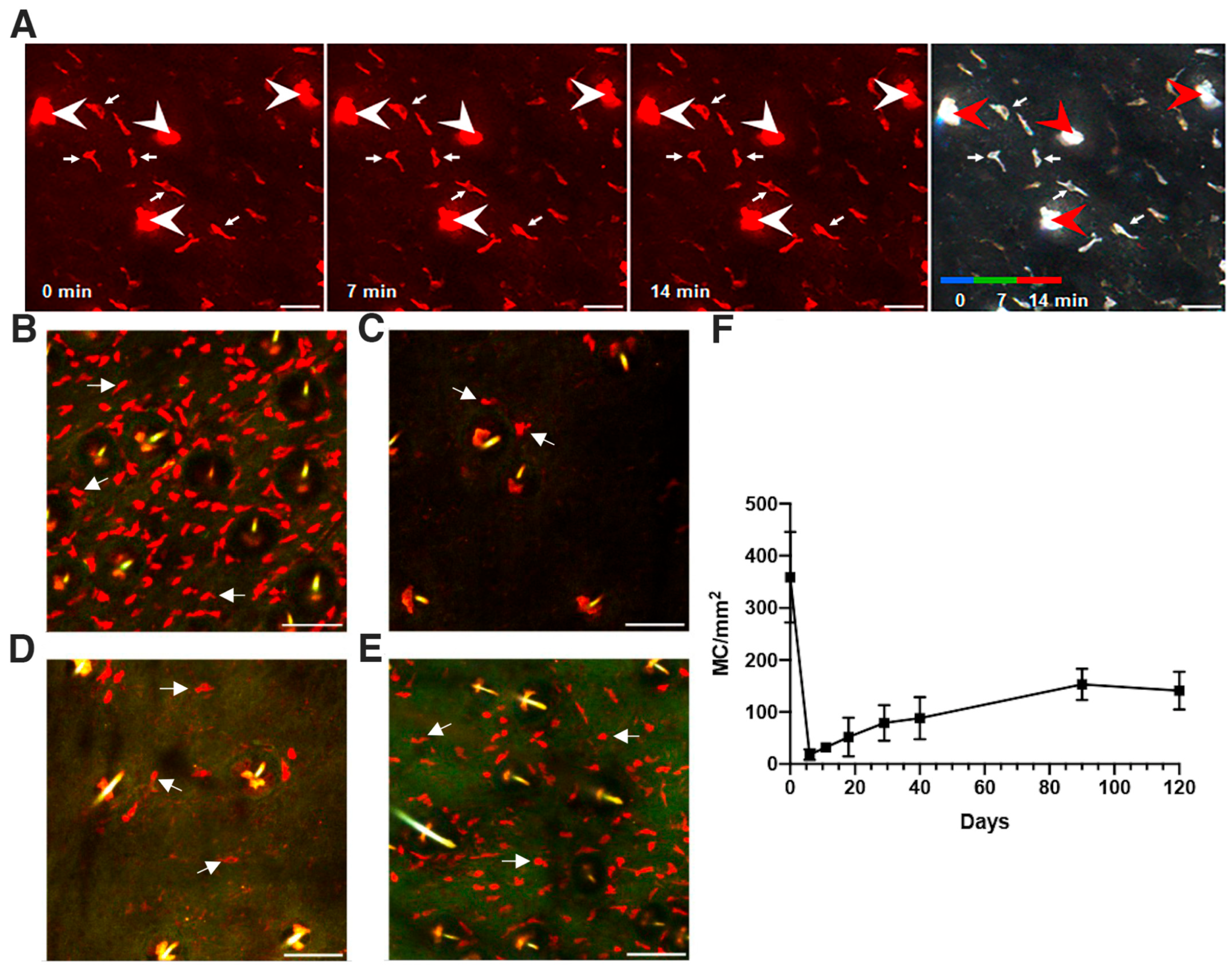 Cells 11 03055 g001 Cells 11 03055 g001