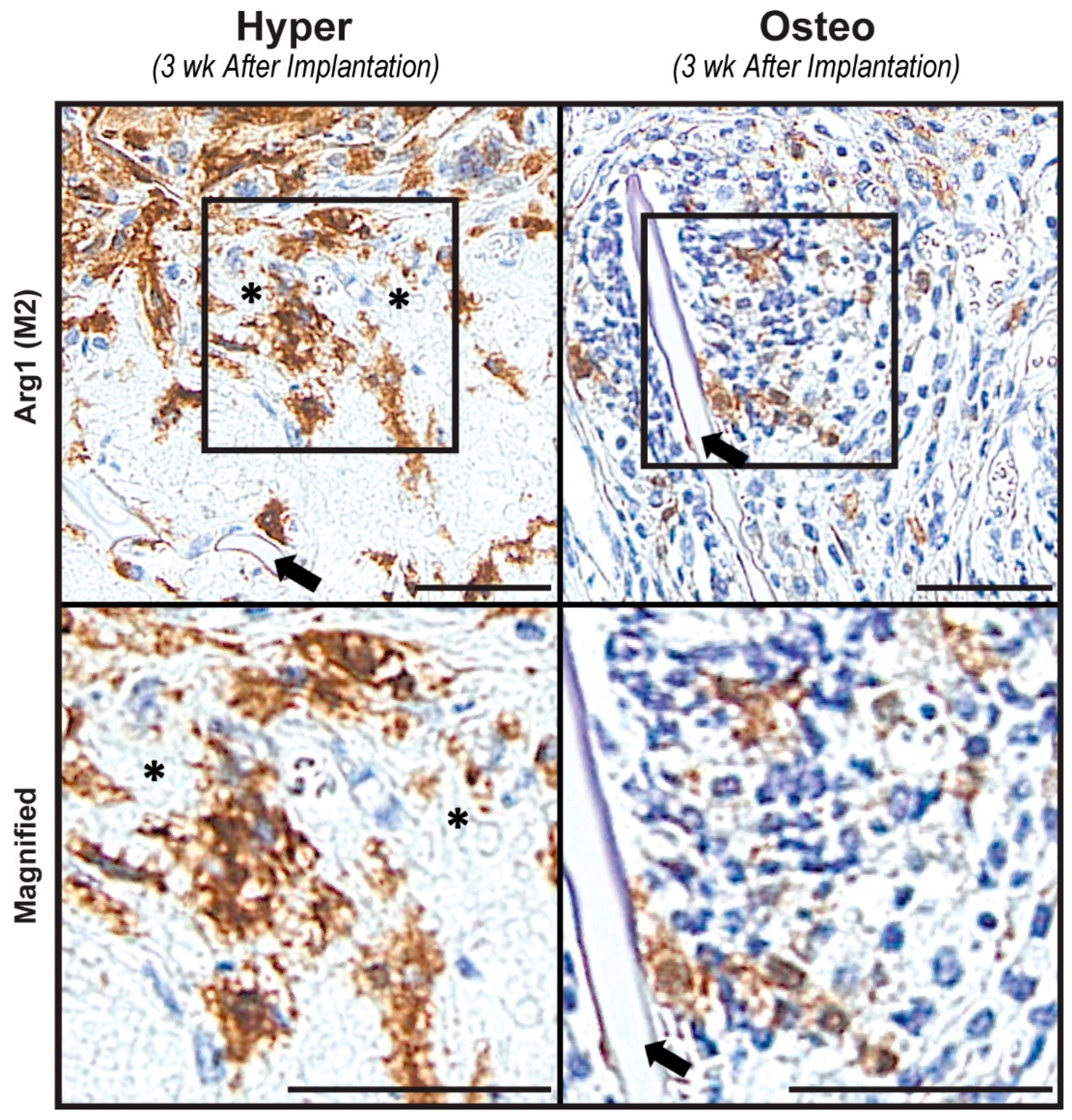 Cells 11 03070 g005 Cells 11 03070 g005