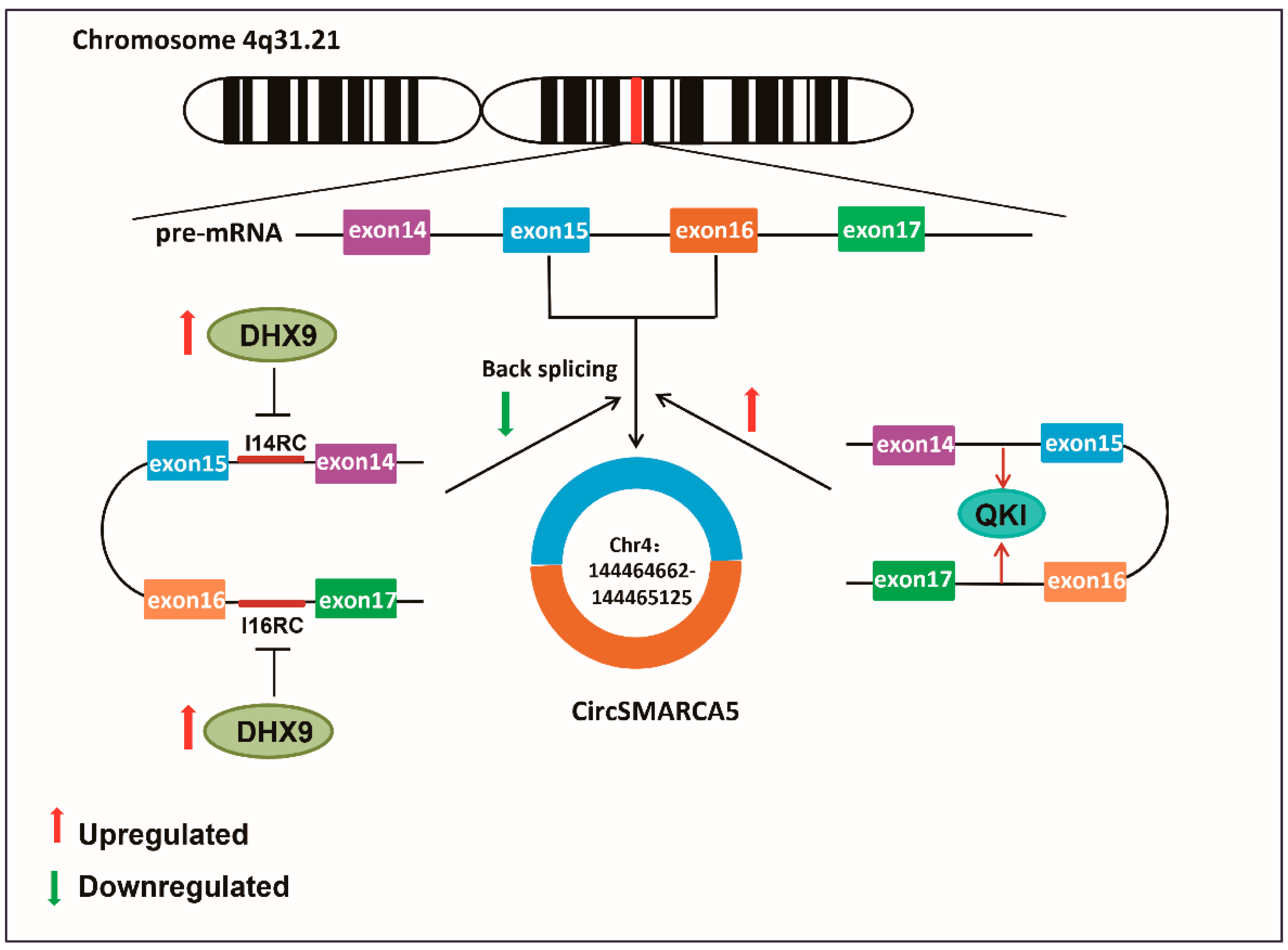 Cells 11 03074 g001 Cells 11 03074 g001