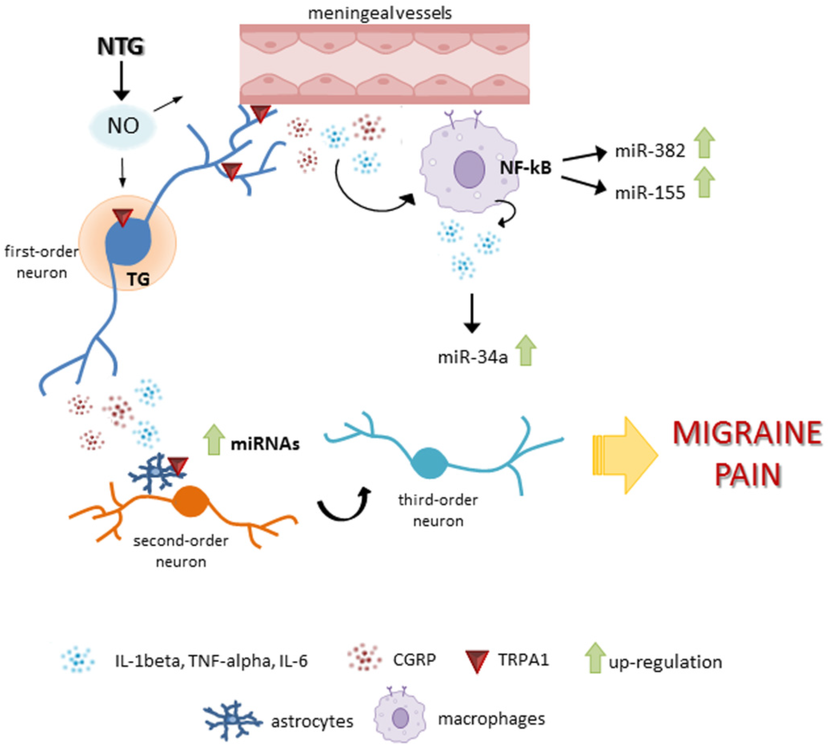 Cells 11 03092 g009 Cells 11 03092 g009