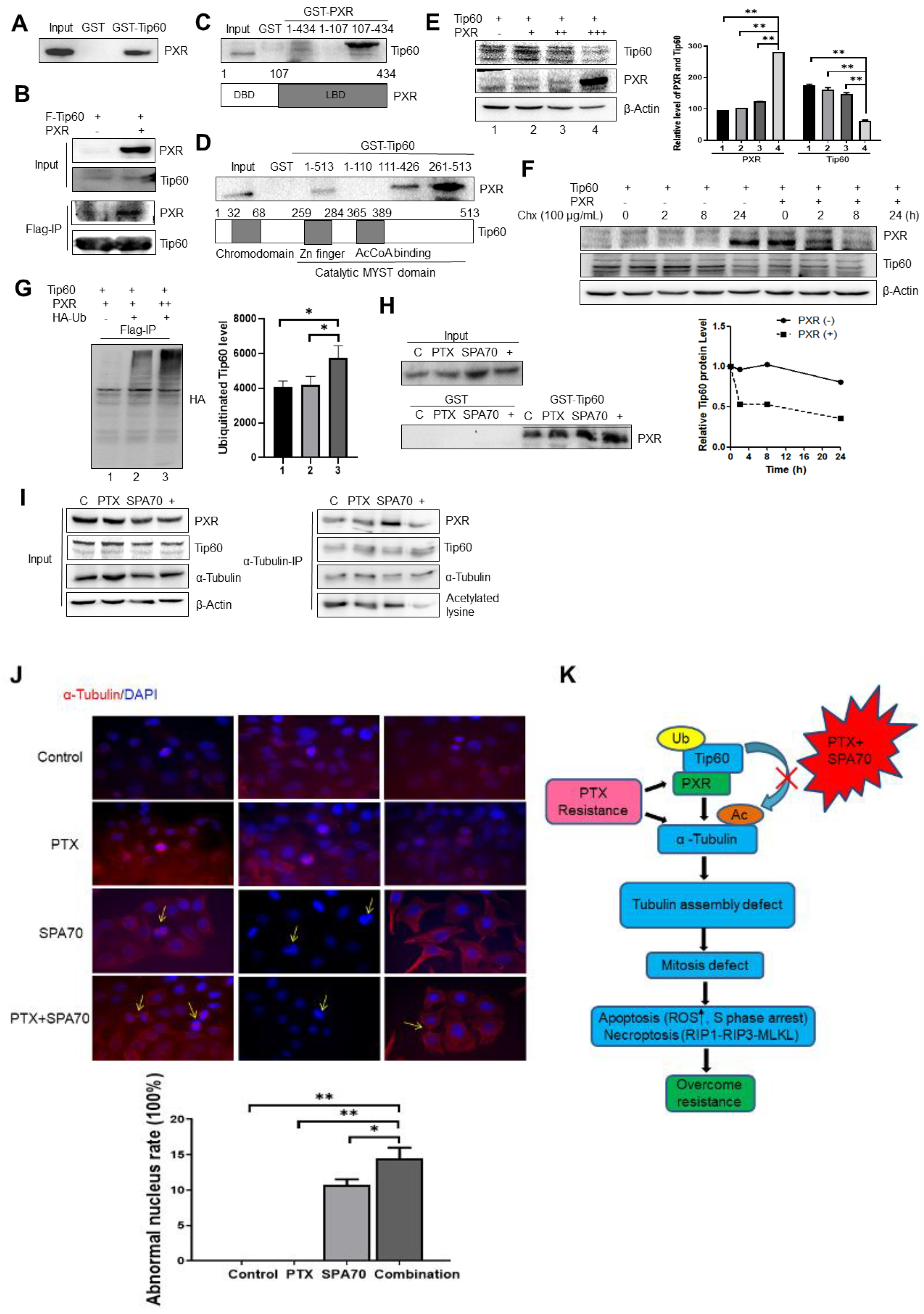 Cells 11 03094 g003 Cells 11 03094 g003
