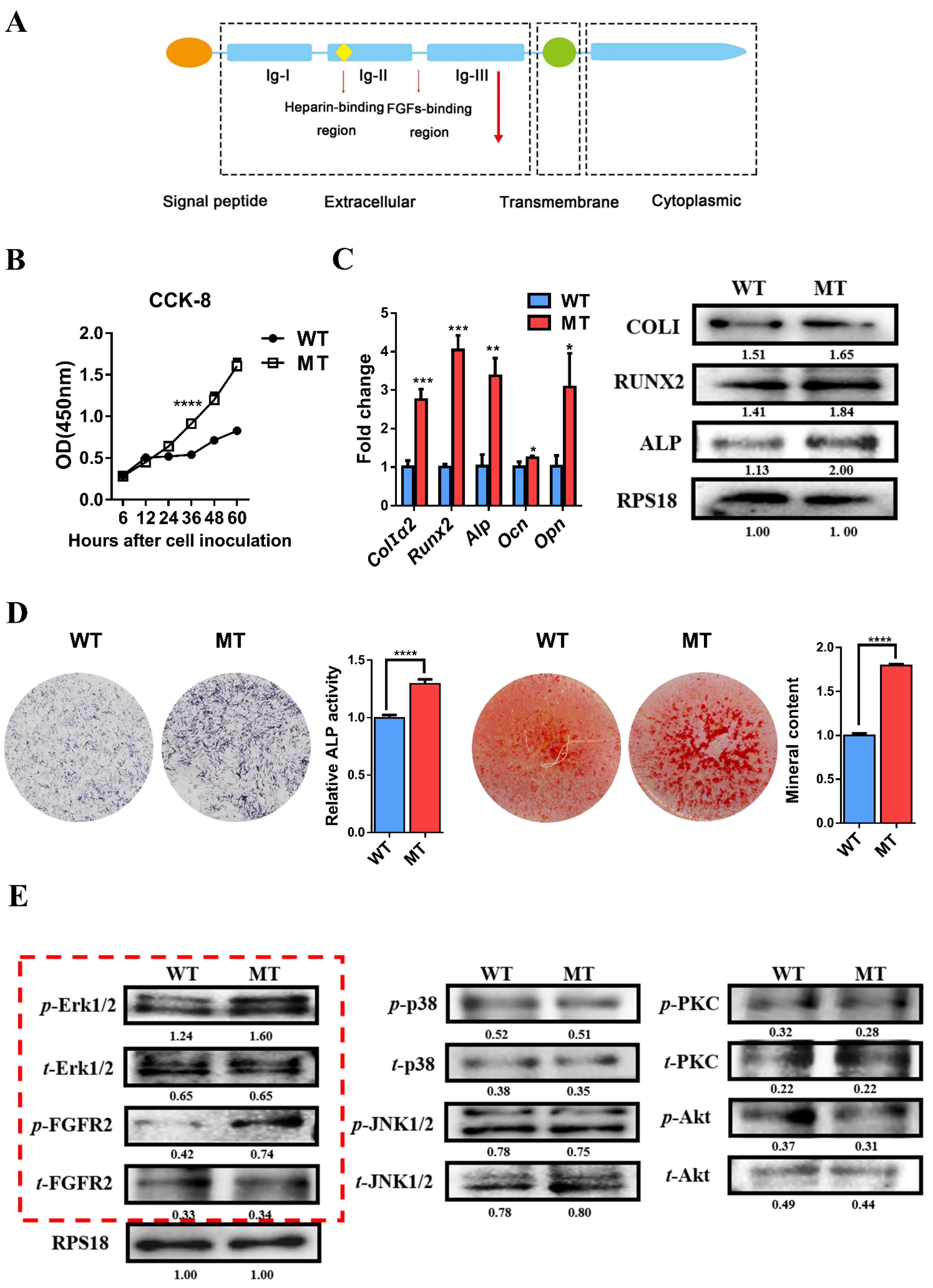 Cells 11 03129 g002 Cells 11 03129 g002