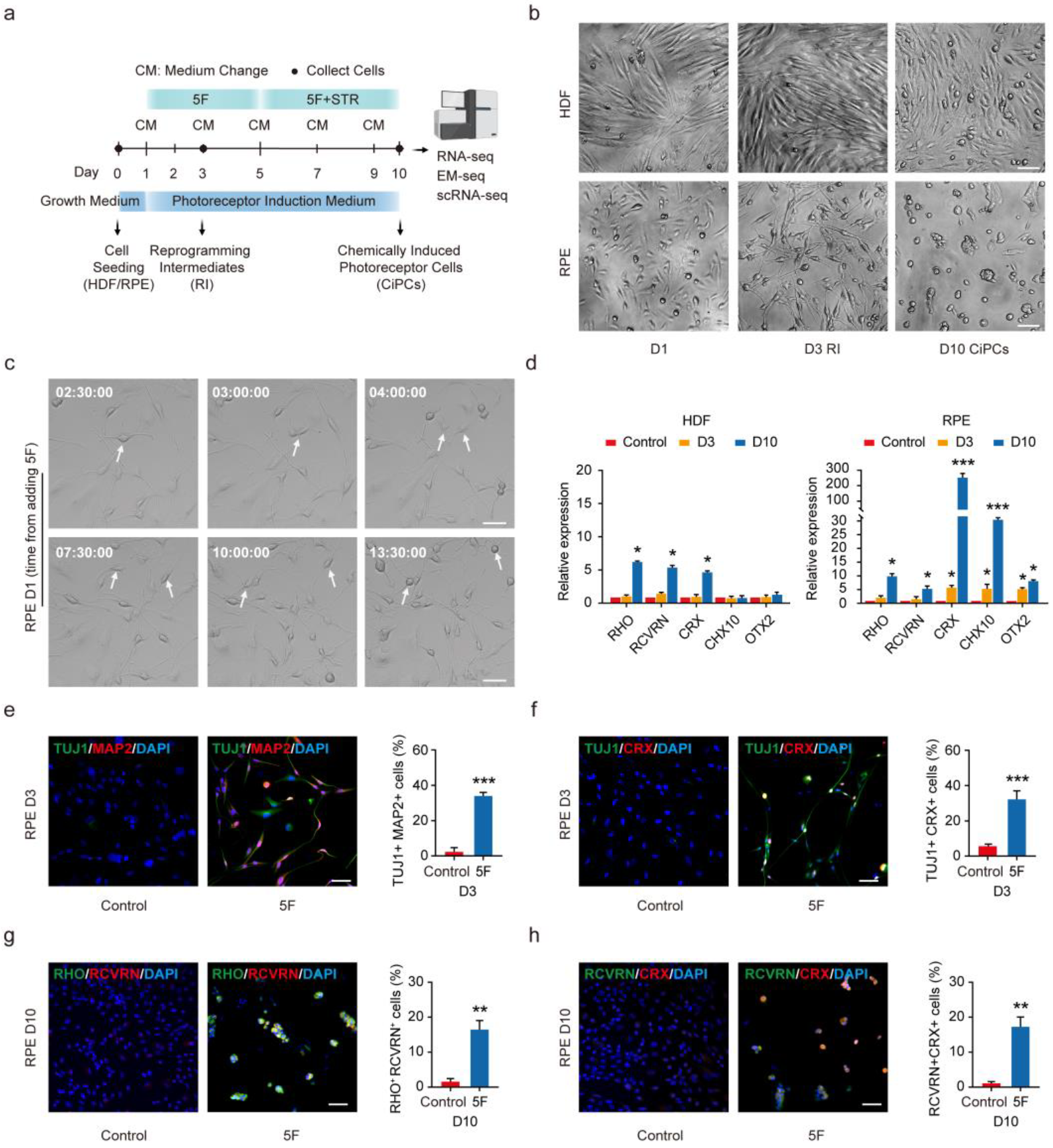 Cells 11 03146 g001 Cells 11 03146 g001