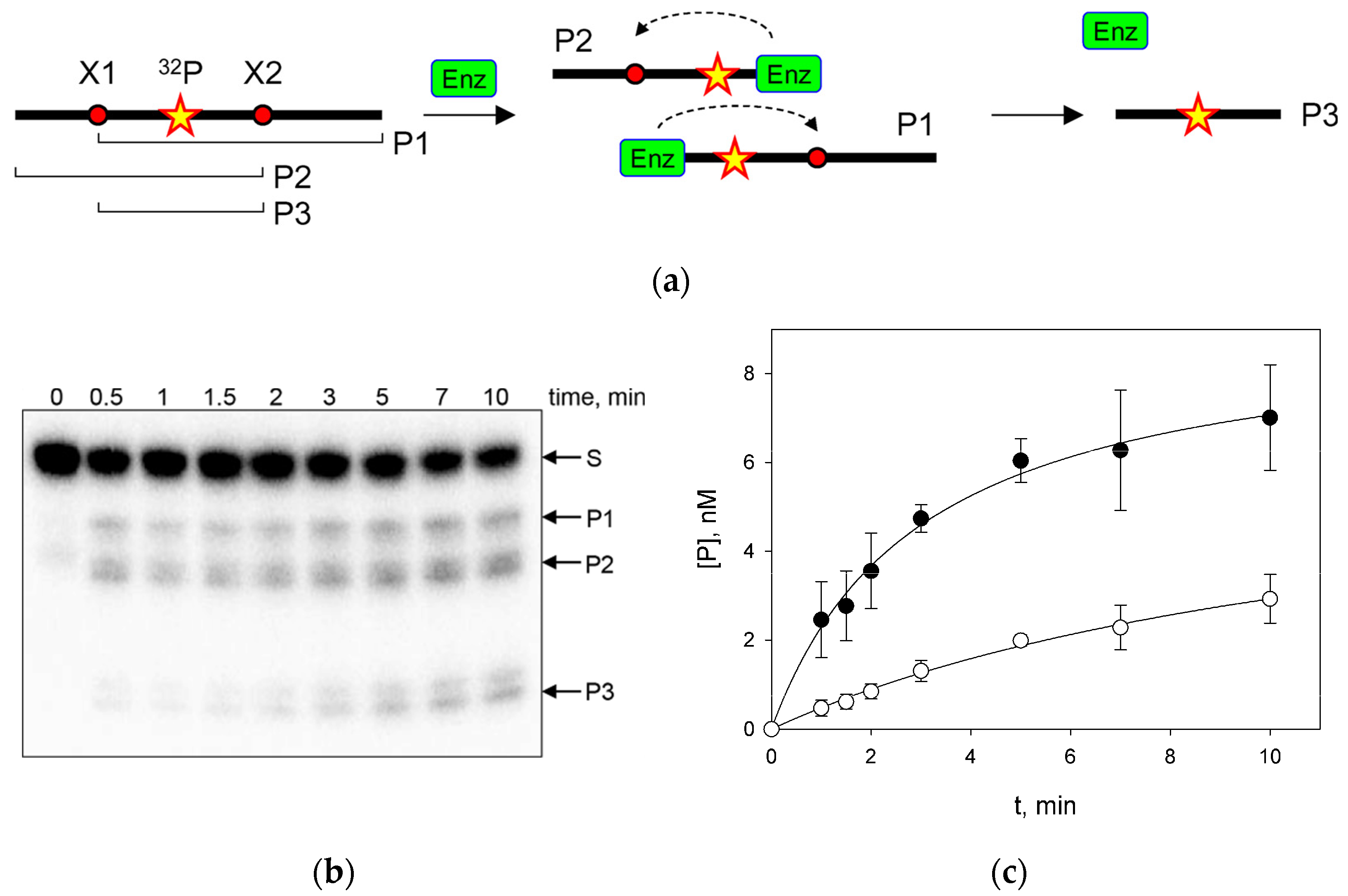 Cells 11 03192 g001 Cells 11 03192 g001