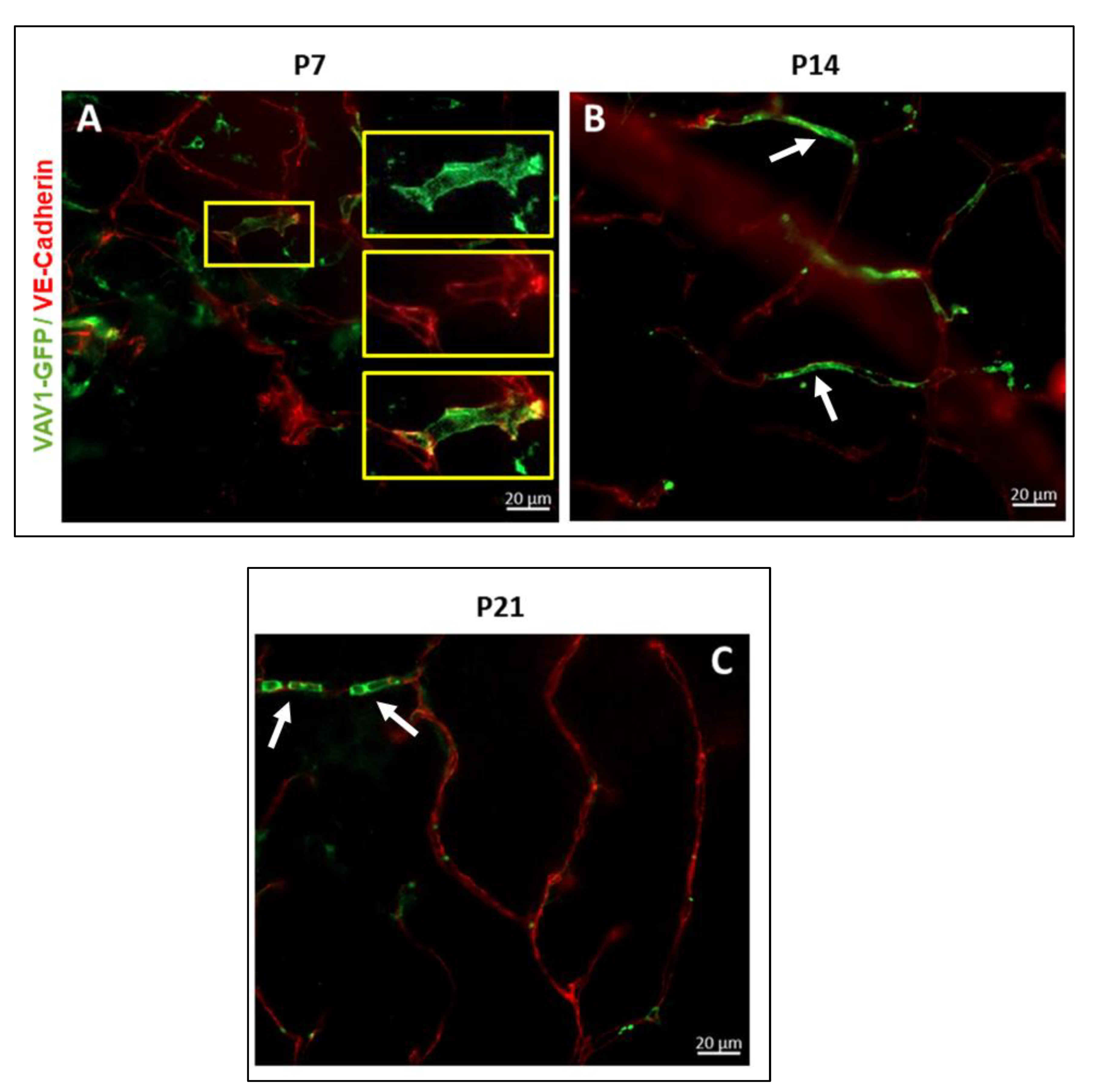 Cells 11 03207 g004 Cells 11 03207 g004