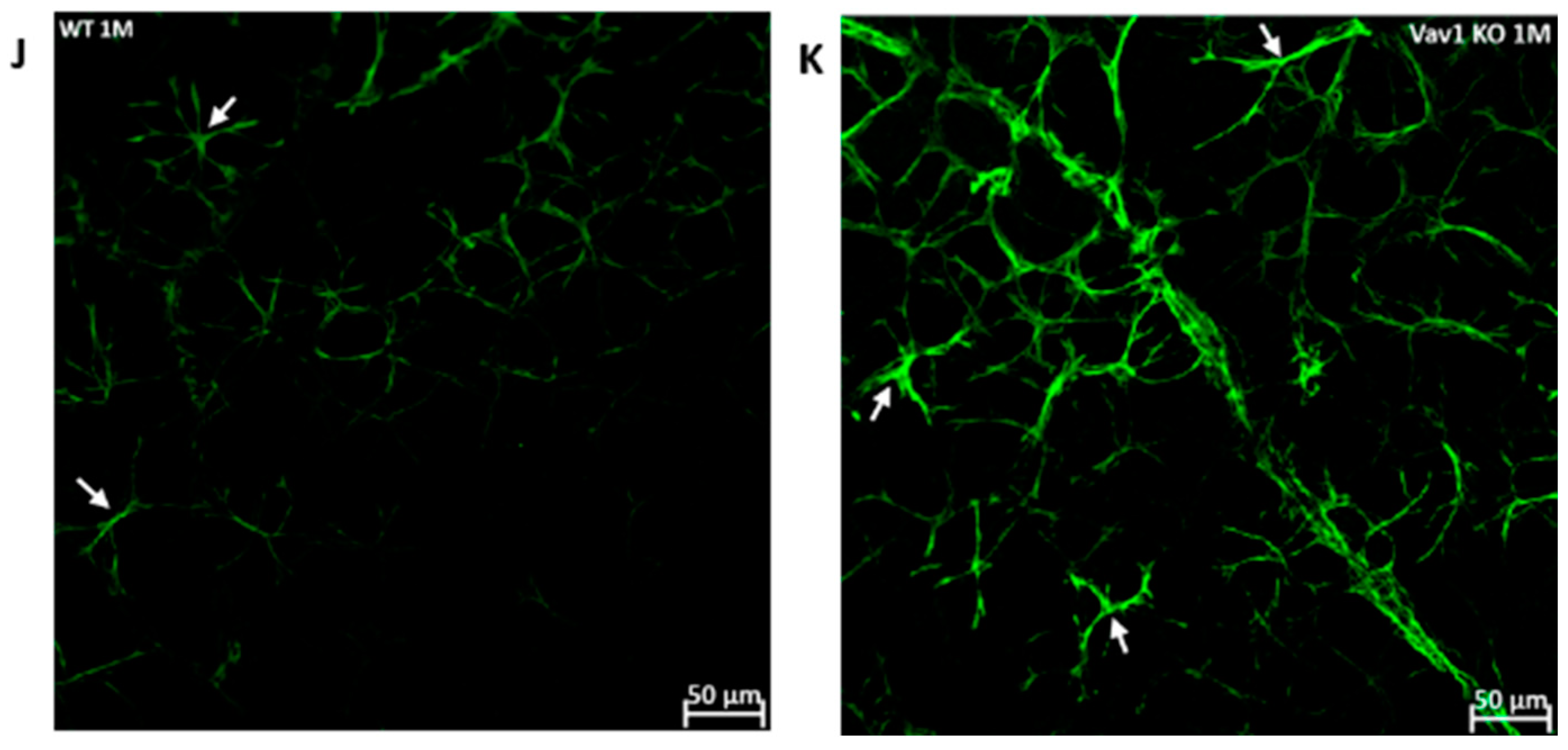 Cells 11 03207 g005b Cells 11 03207 g005b