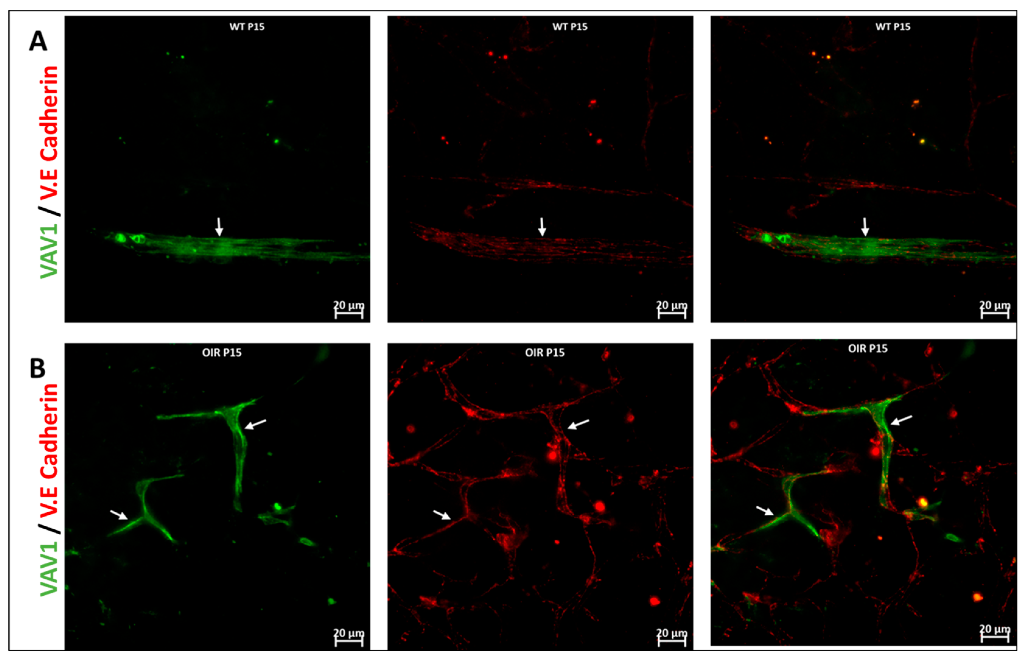 Cells 11 03207 g006a Cells 11 03207 g006a
