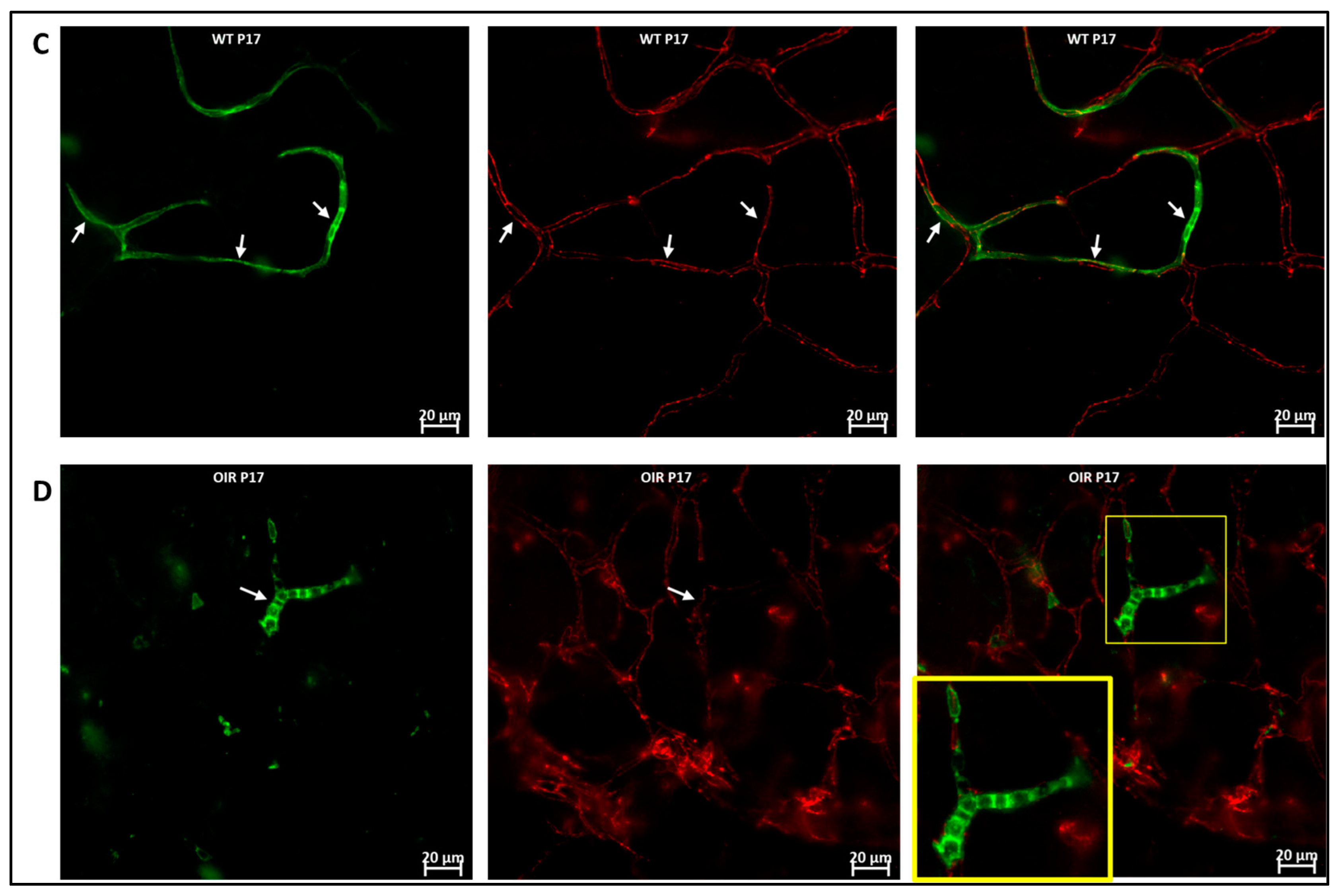 Cells 11 03207 g006b Cells 11 03207 g006b
