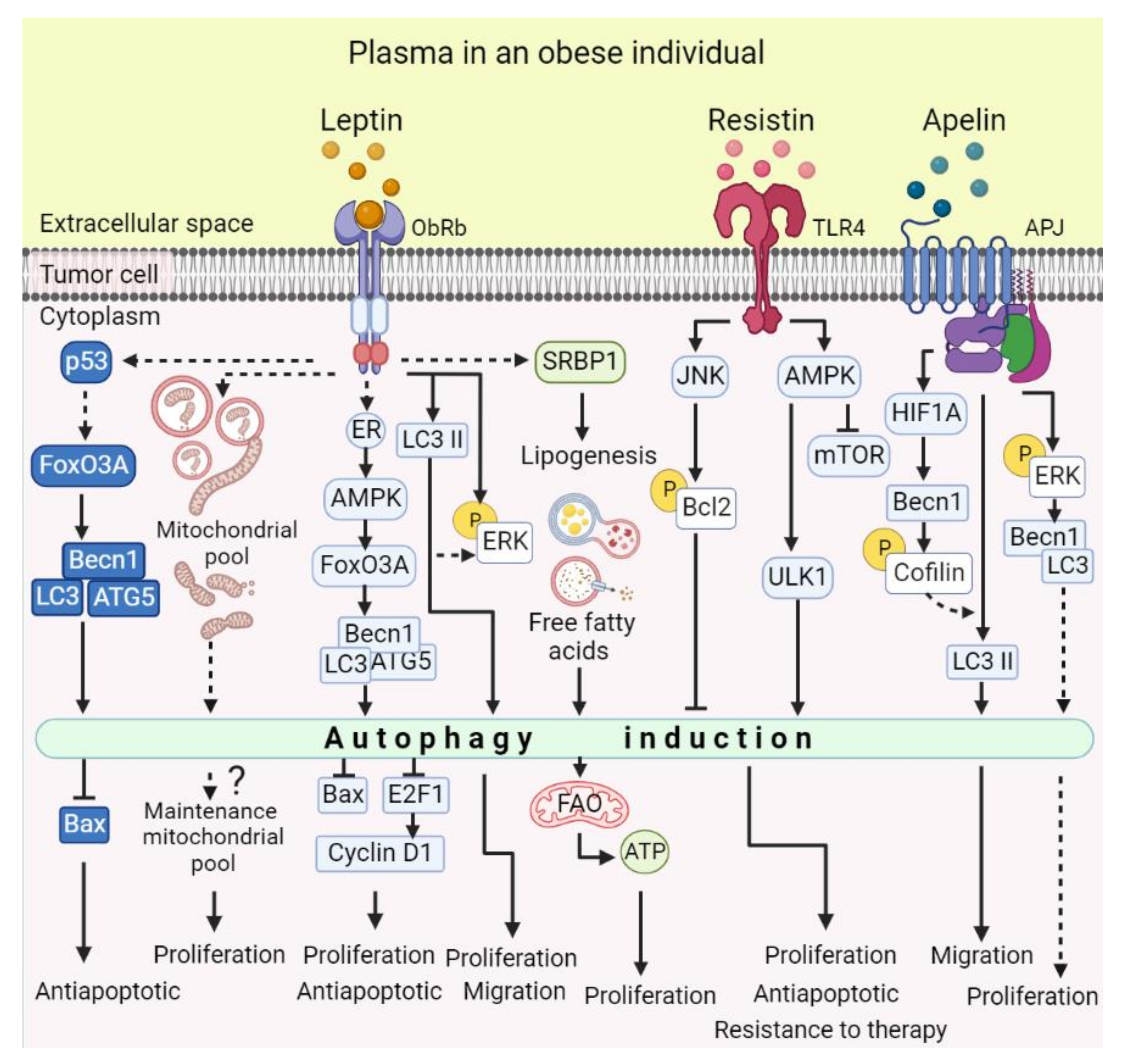 Adipokines as Regulators of Autophagy in Obesity-Linked Cancer | MDPI