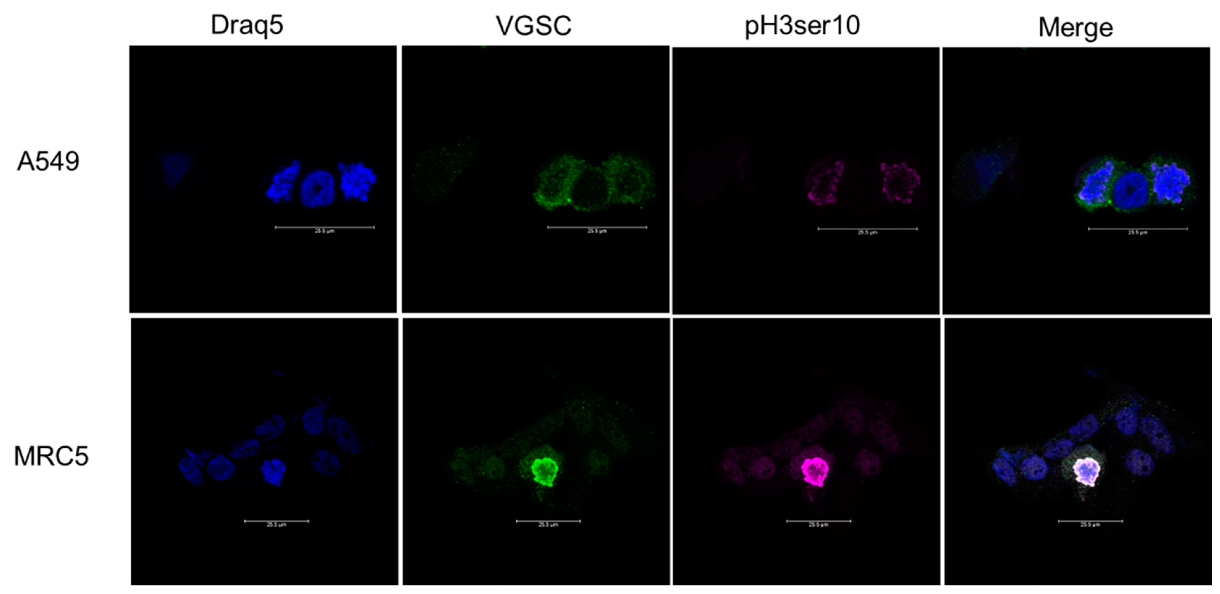 Cells 11 03240 g005 Cells 11 03240 g005