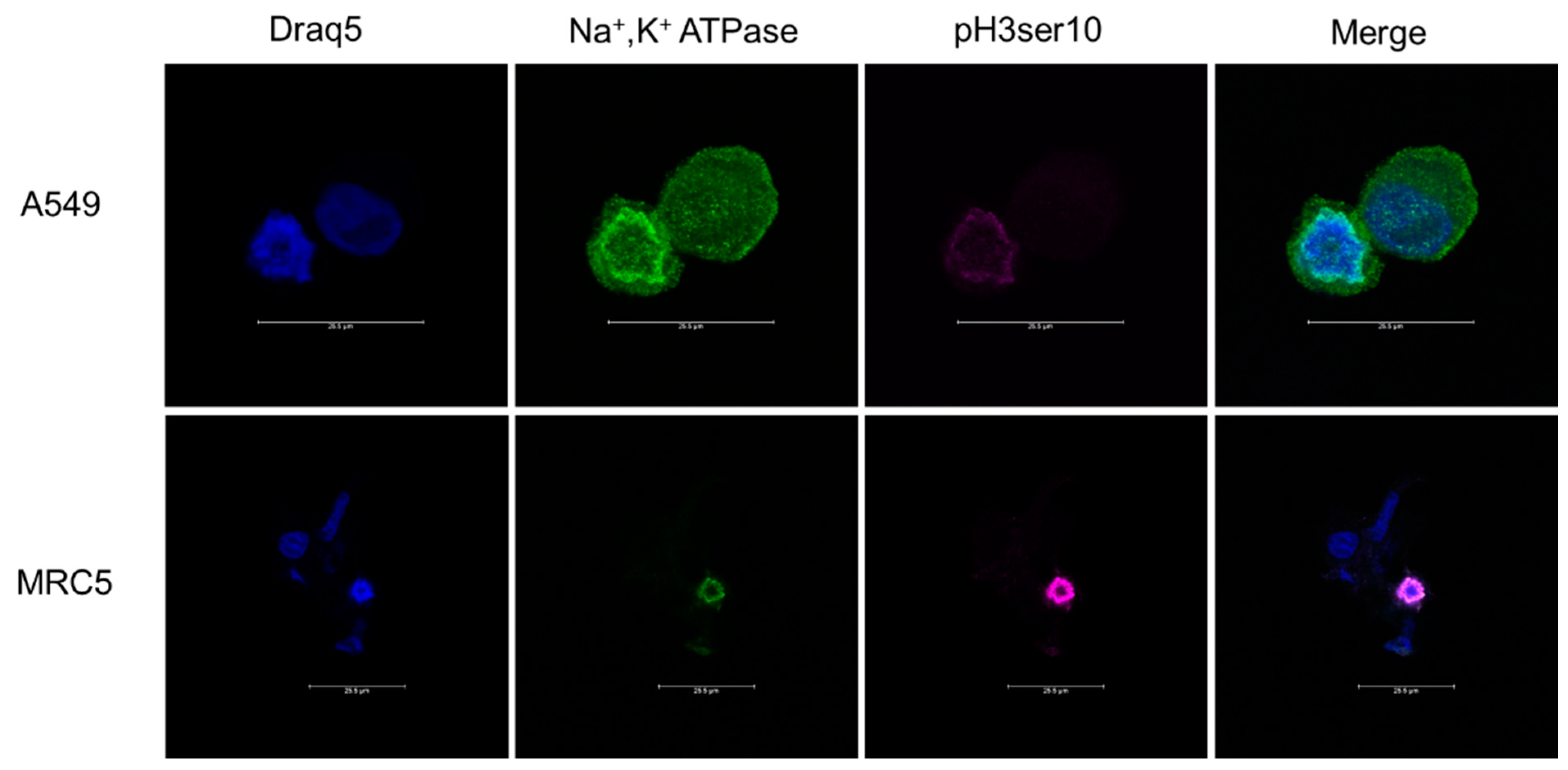 Cells 11 03240 g006 Cells 11 03240 g006