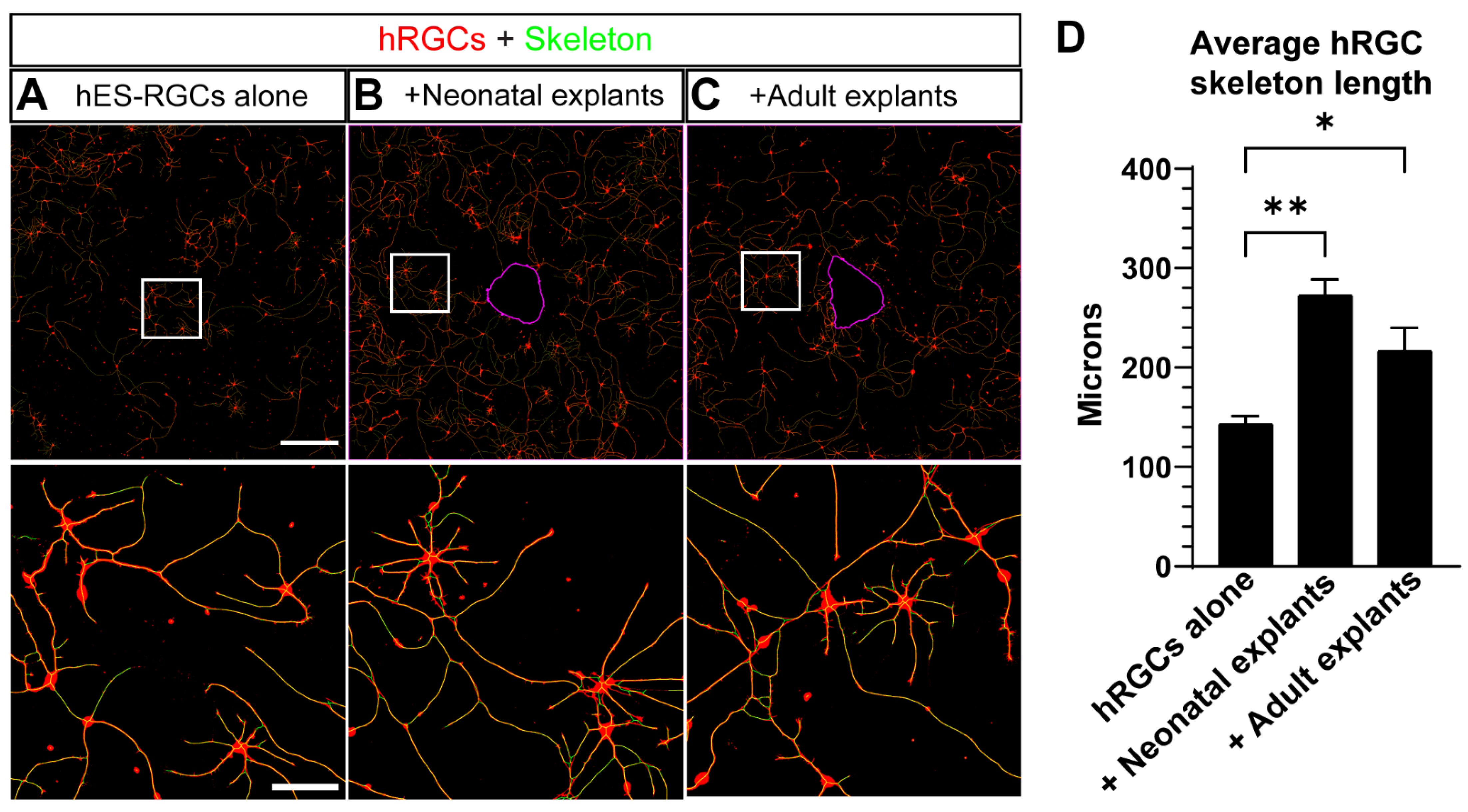 Cells 11 03241 g002 Cells 11 03241 g002