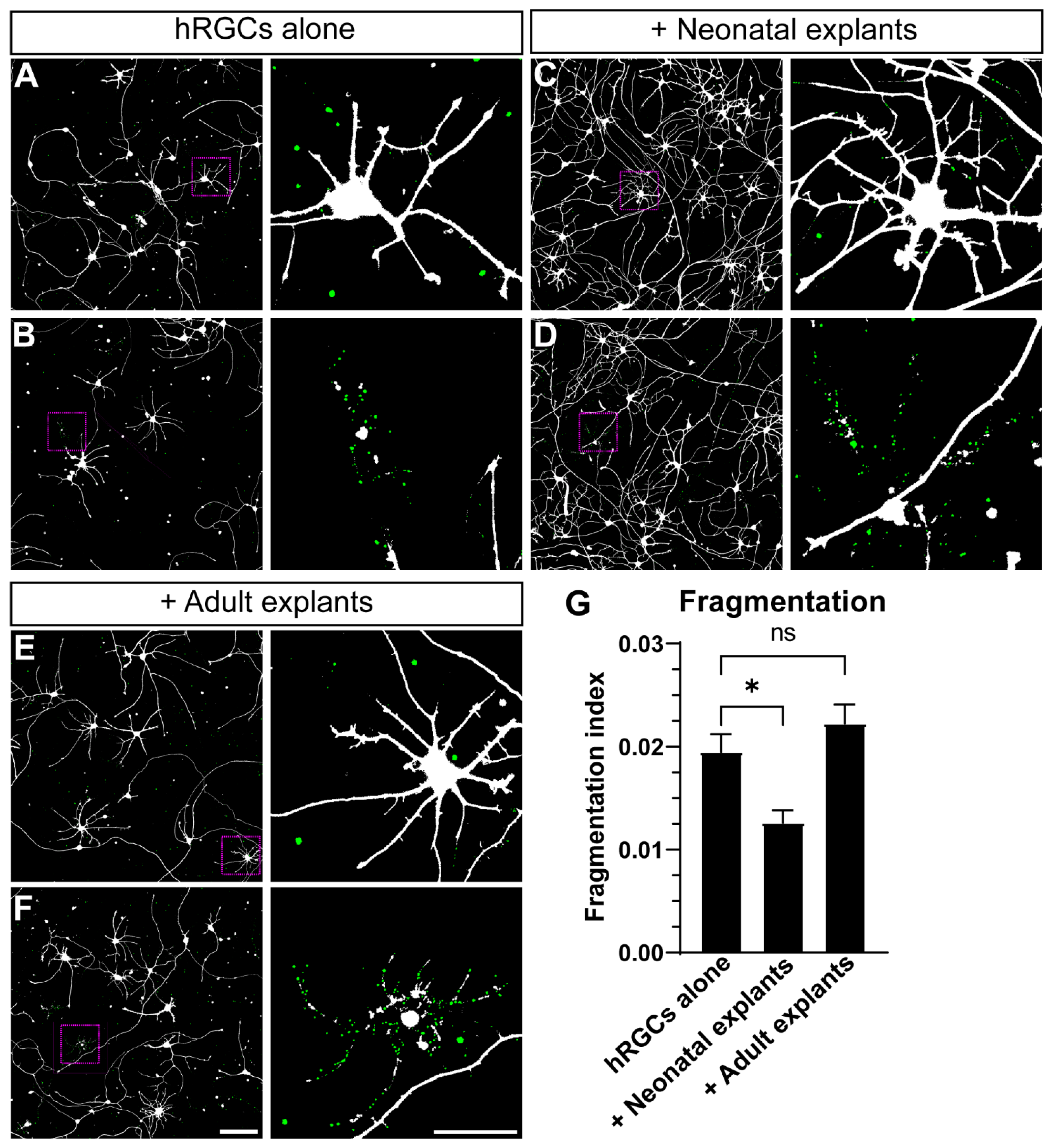 Cells 11 03241 g003 Cells 11 03241 g003