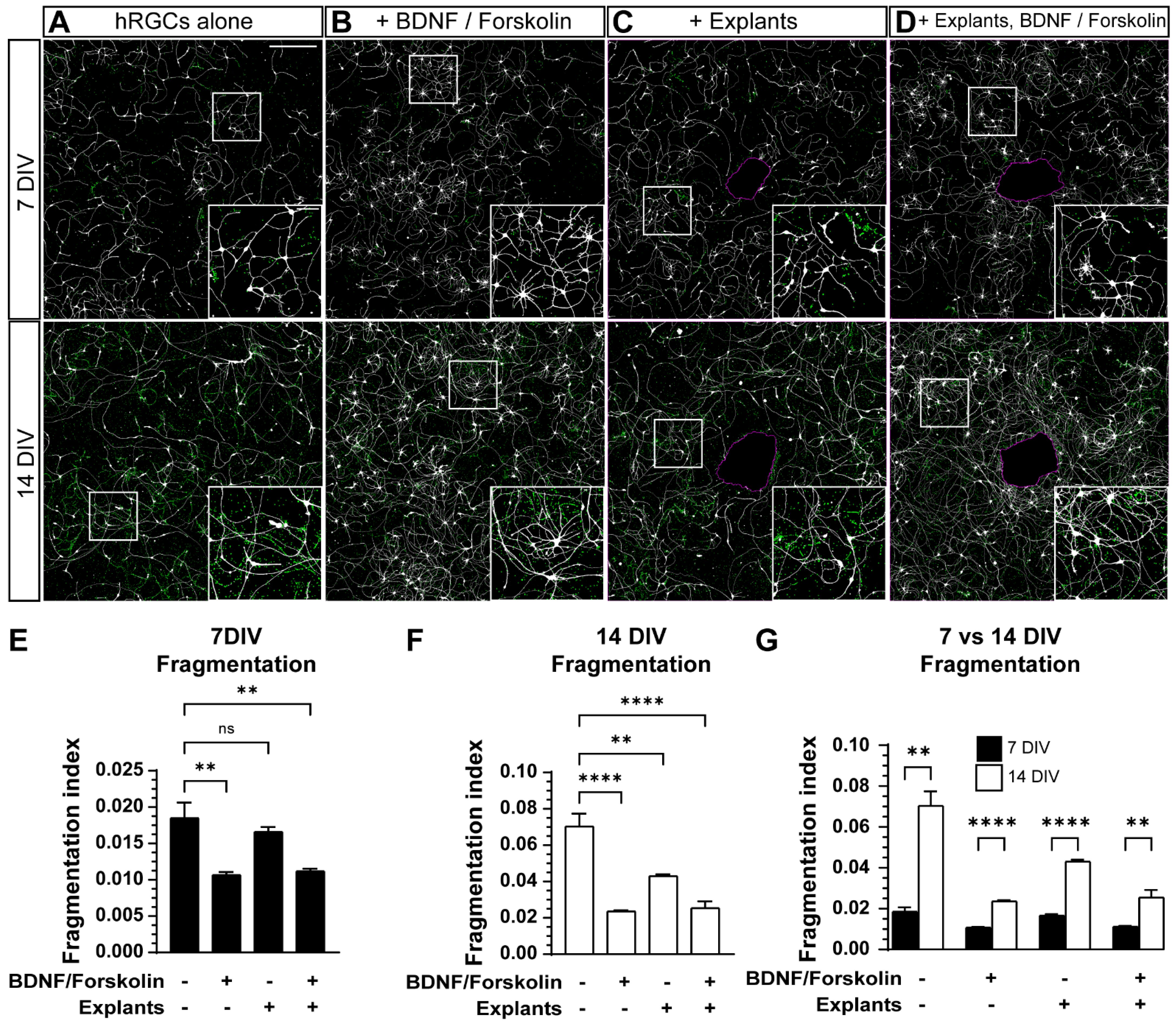 Cells 11 03241 g006 Cells 11 03241 g006