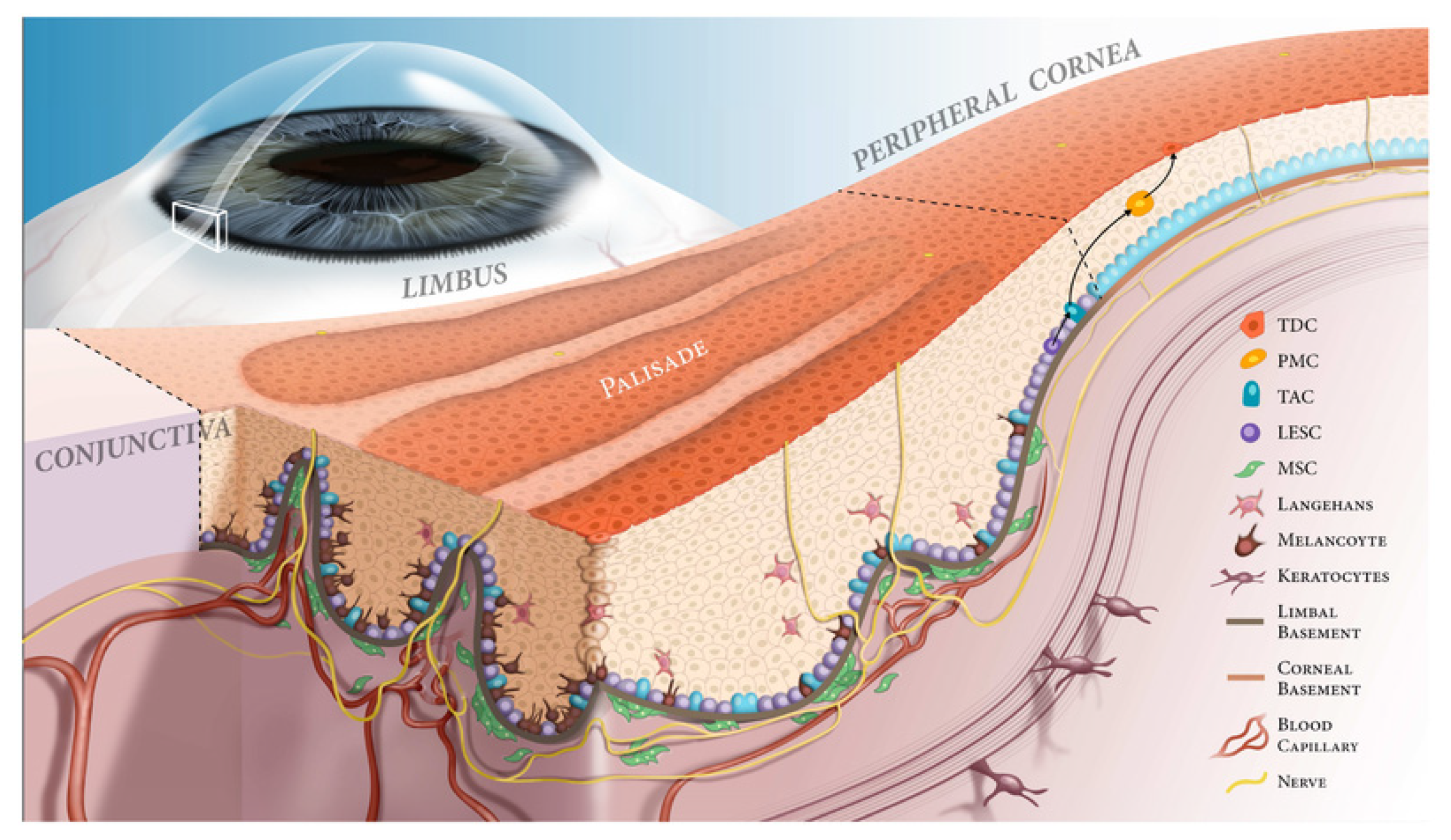 Cells 11 03247 g001 Cells 11 03247 g001