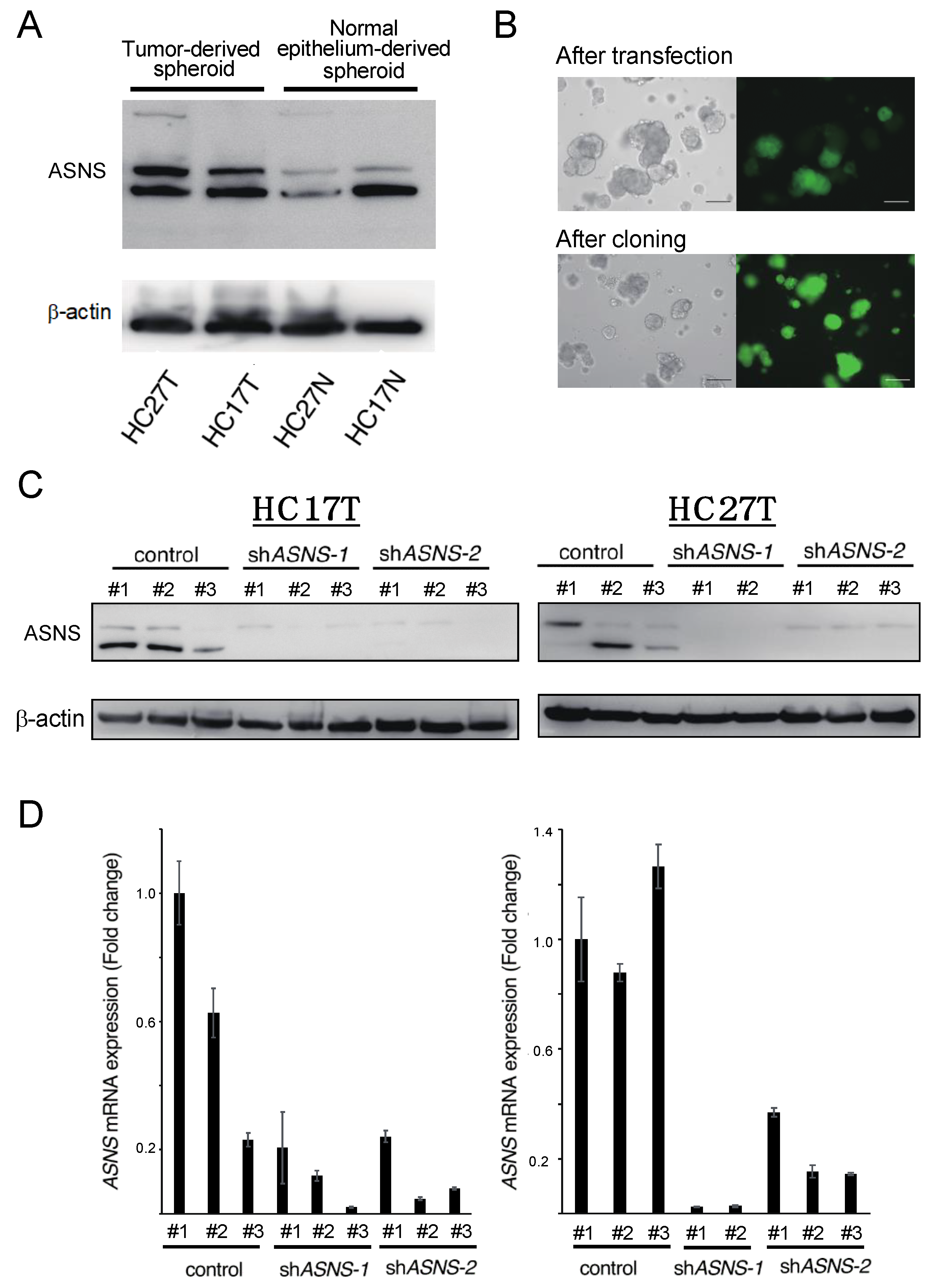 Cells 11 03273 g002