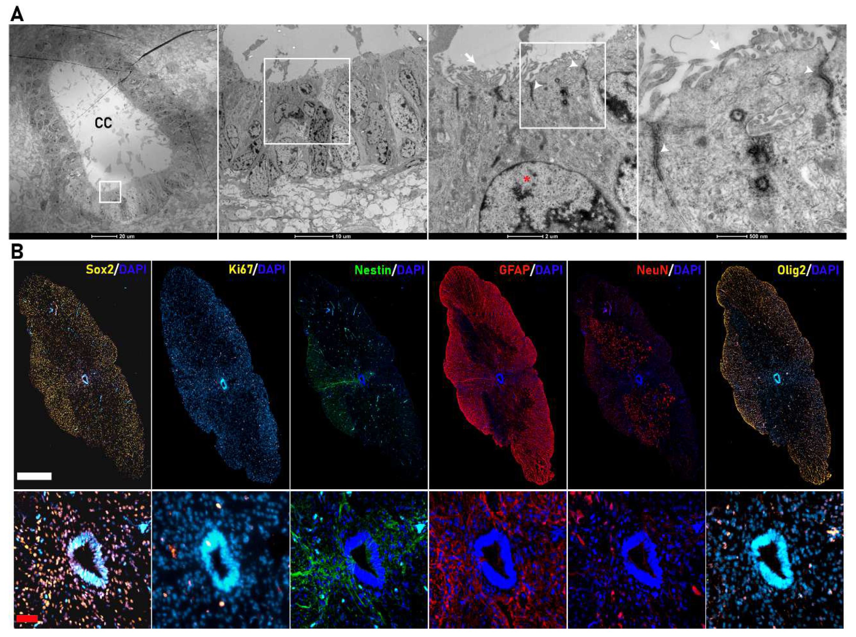 Cells 11 03304 g001
