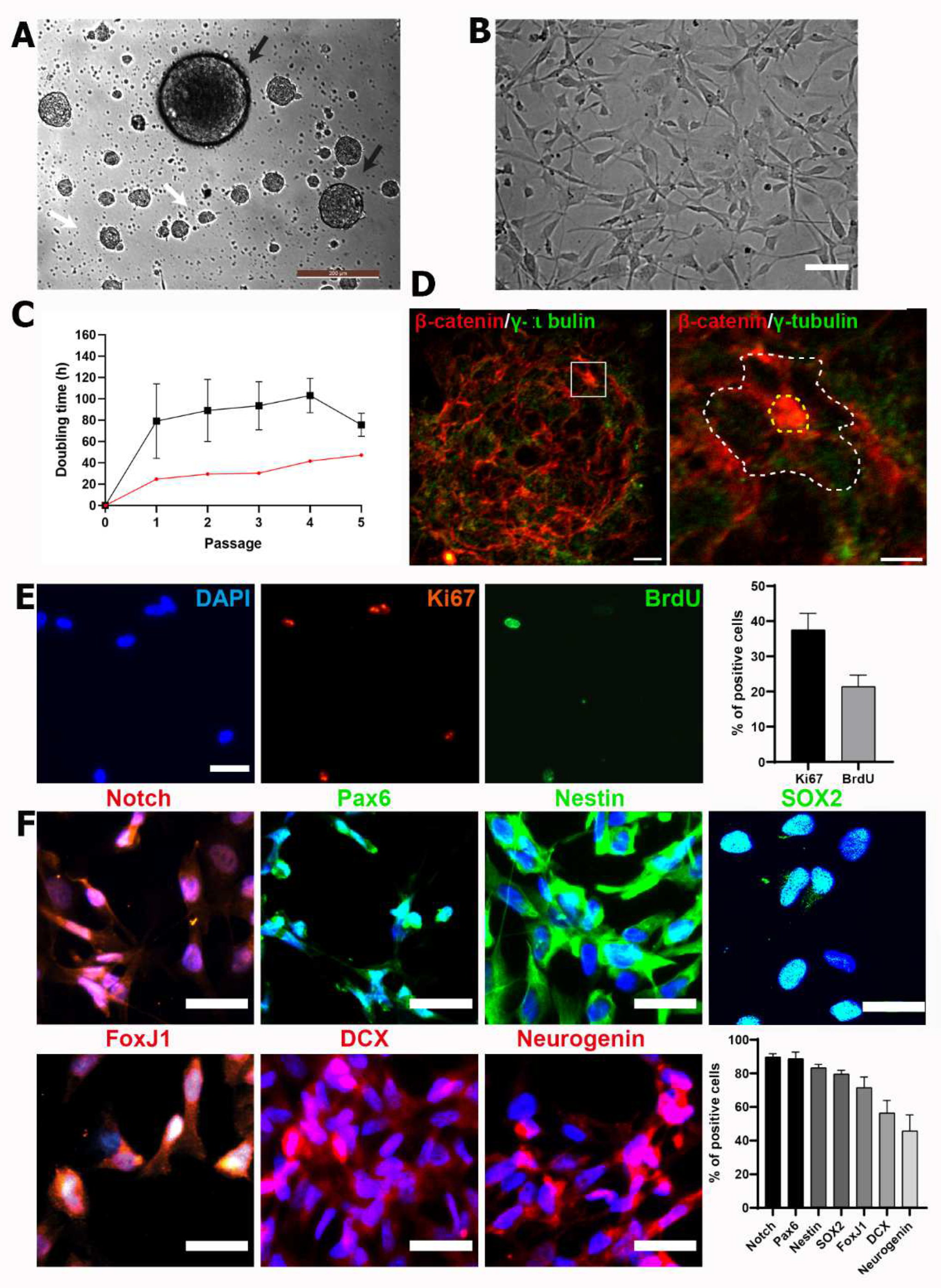 Cells 11 03304 g002