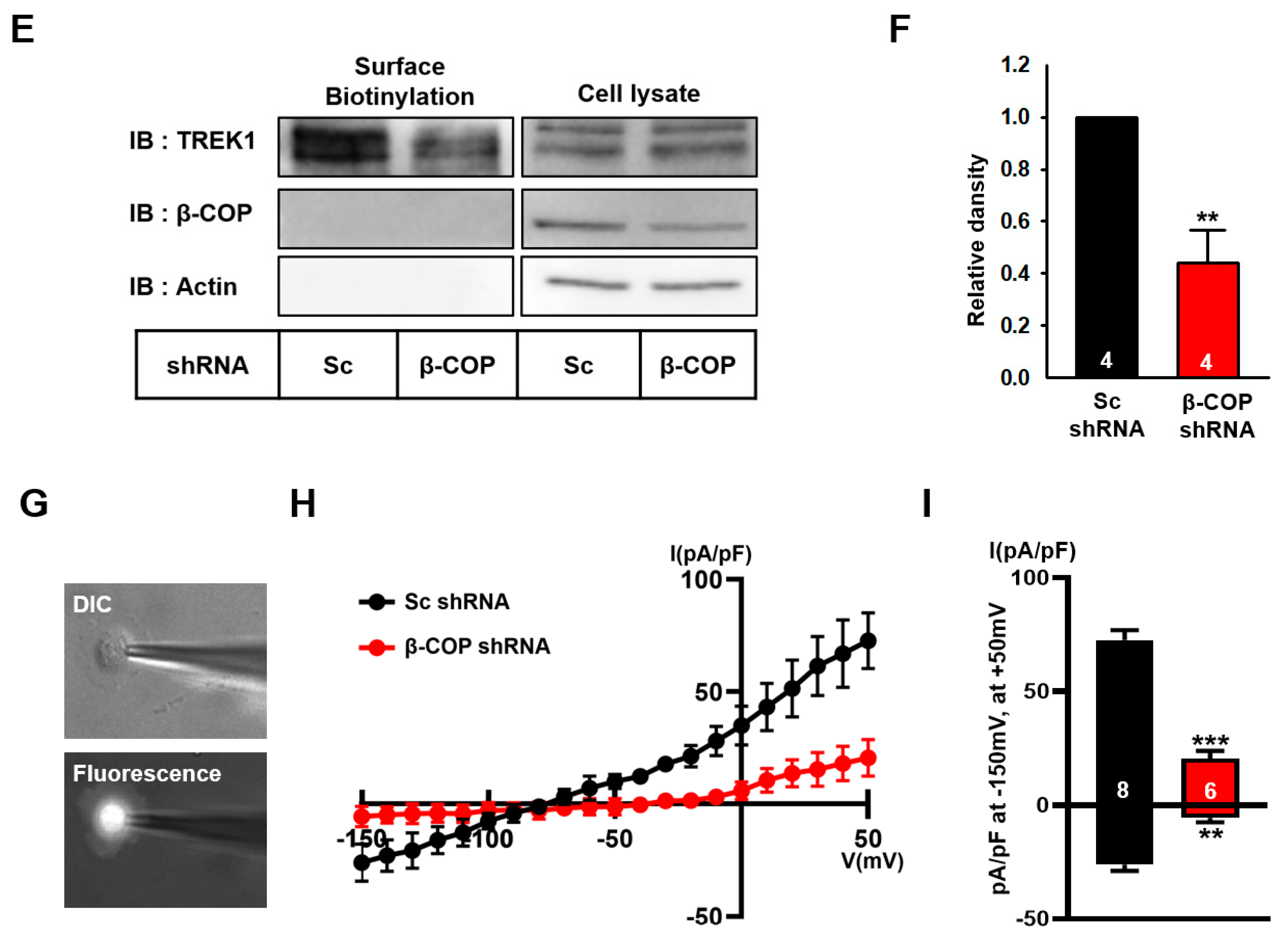 Cells 11 03322 g004b