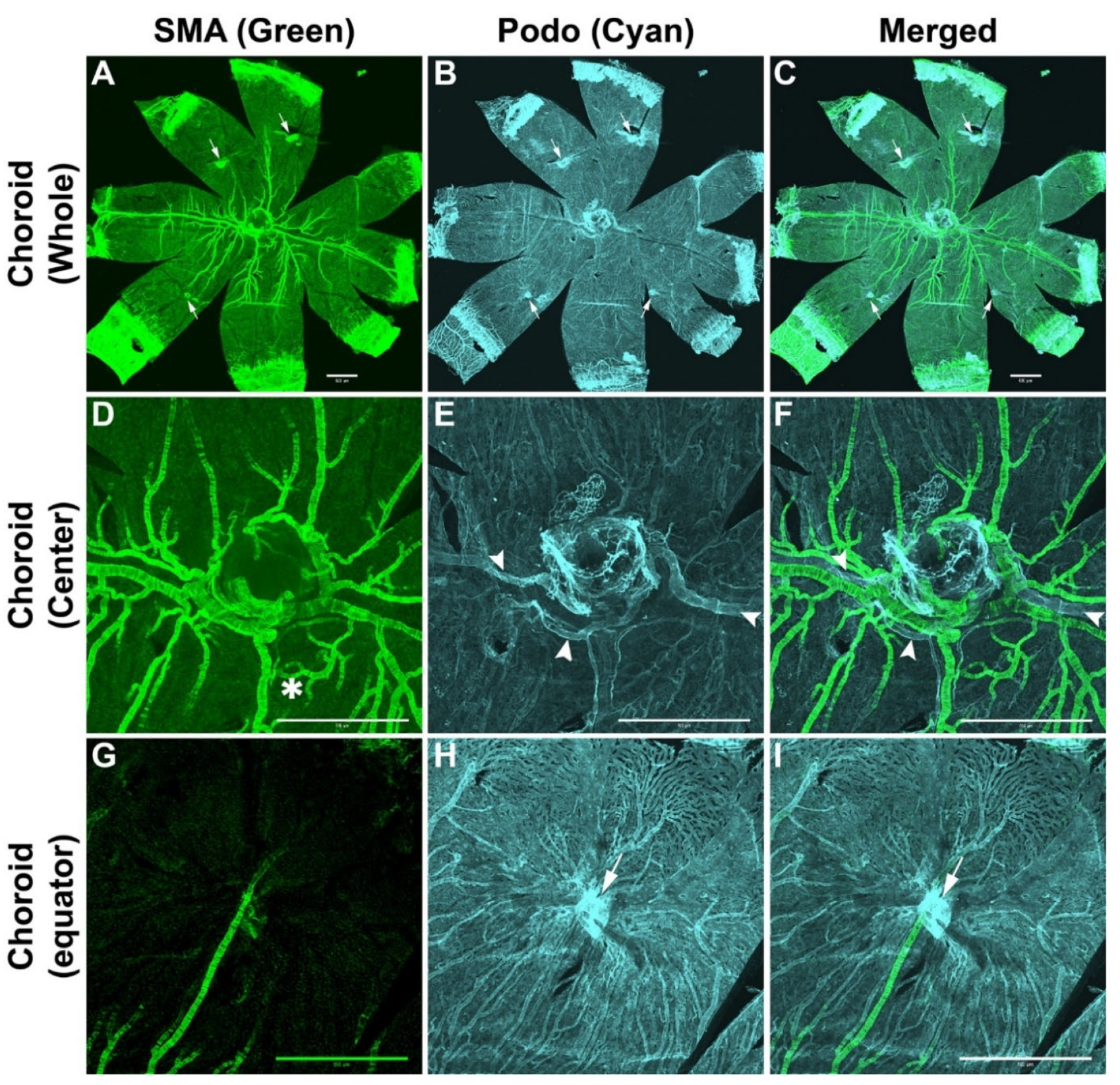 Cells 11 03329 g001 Cells 11 03329 g001