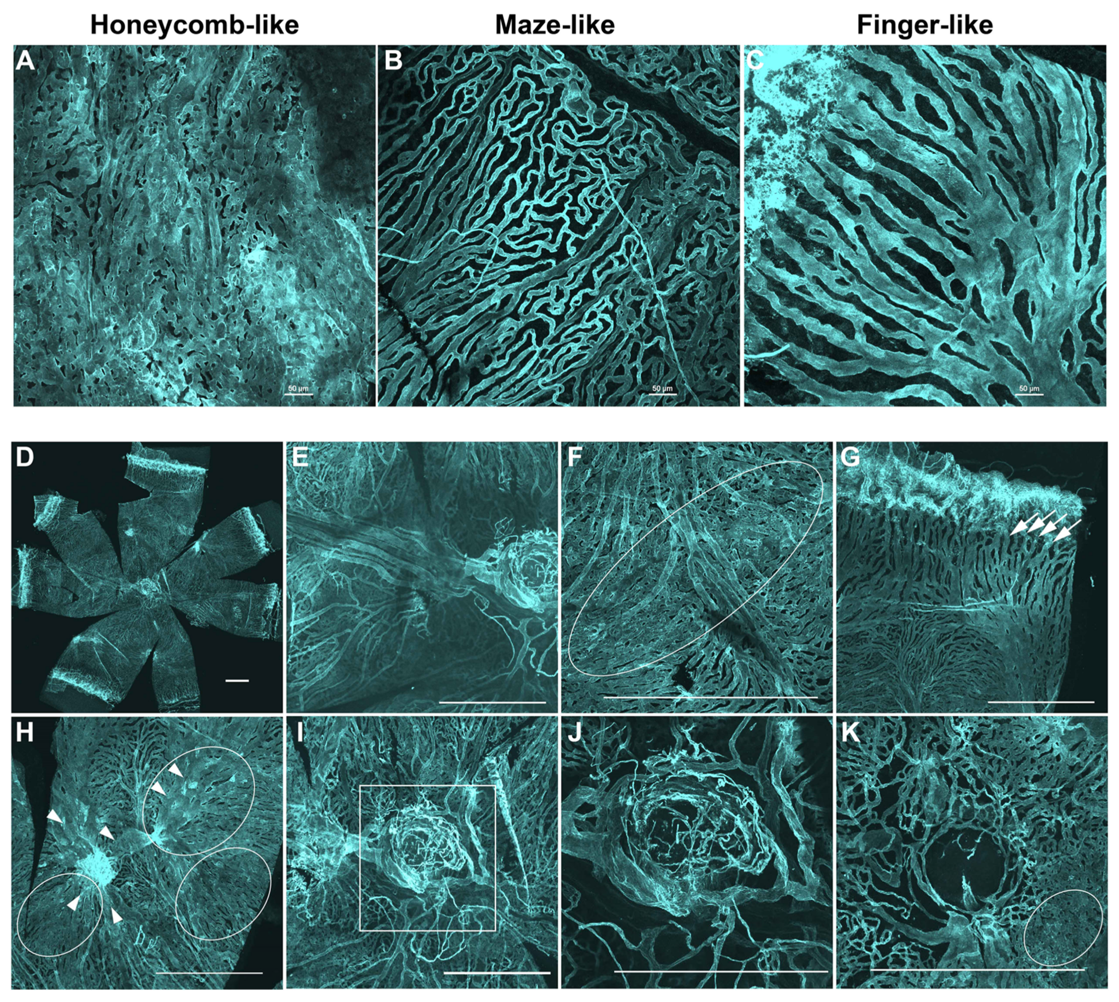 Cells 11 03329 g002 Cells 11 03329 g002