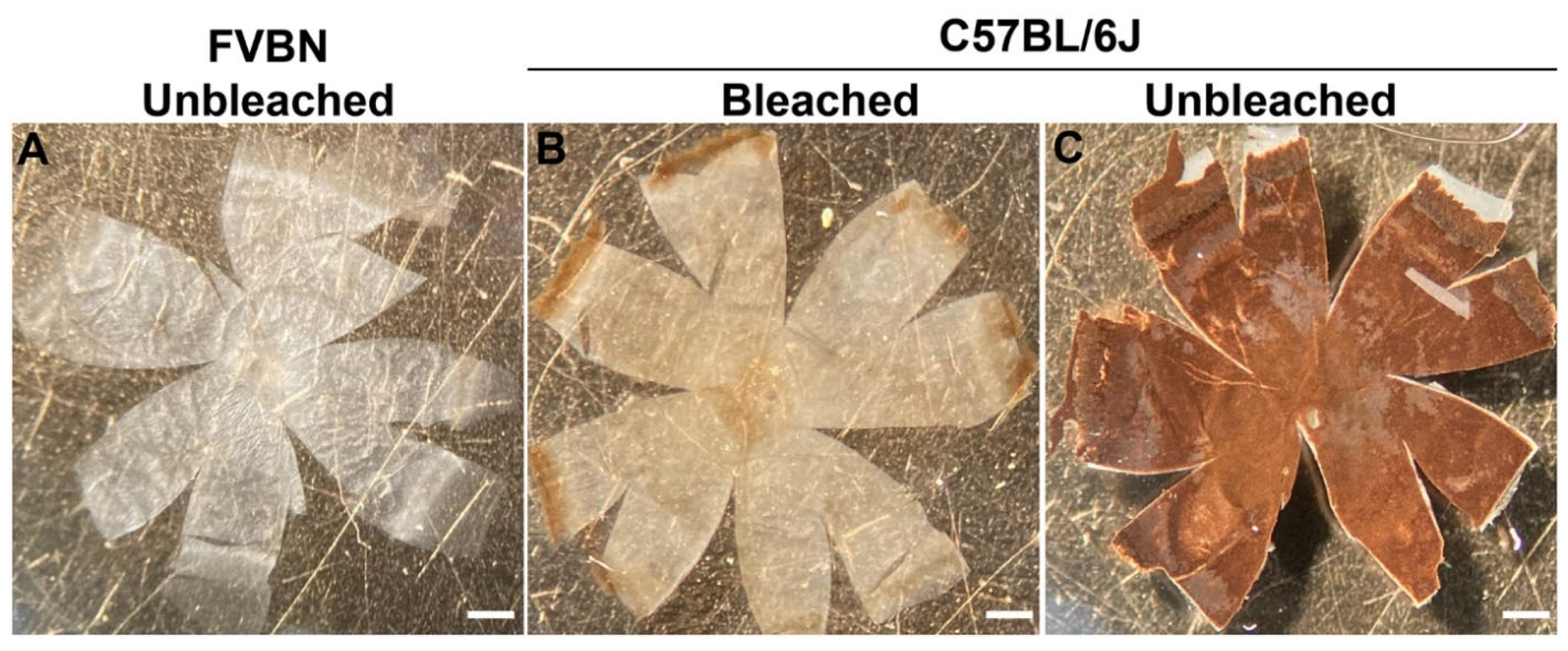 Cells 11 03329 g003 Cells 11 03329 g003