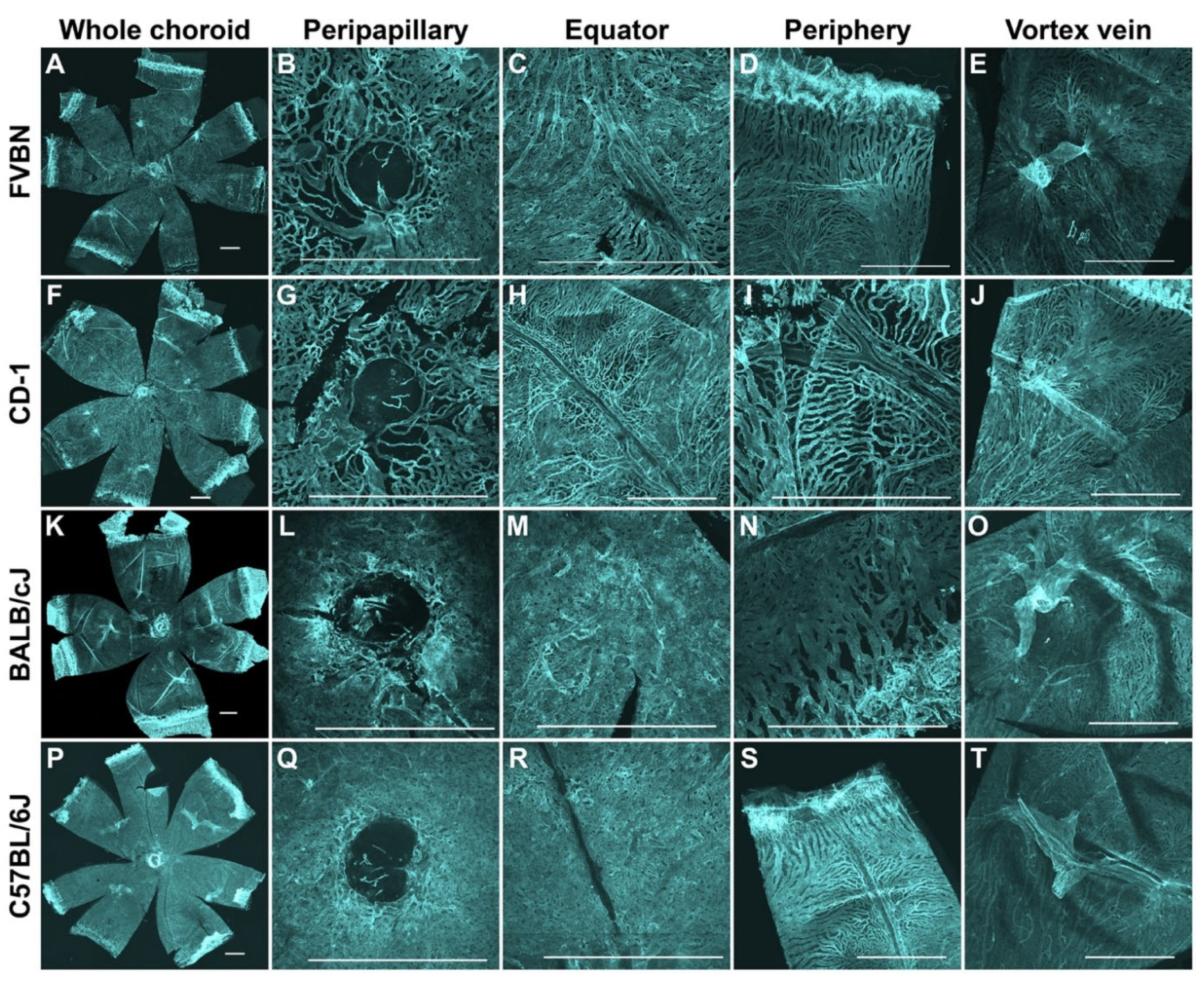 Cells 11 03329 g004 Cells 11 03329 g004