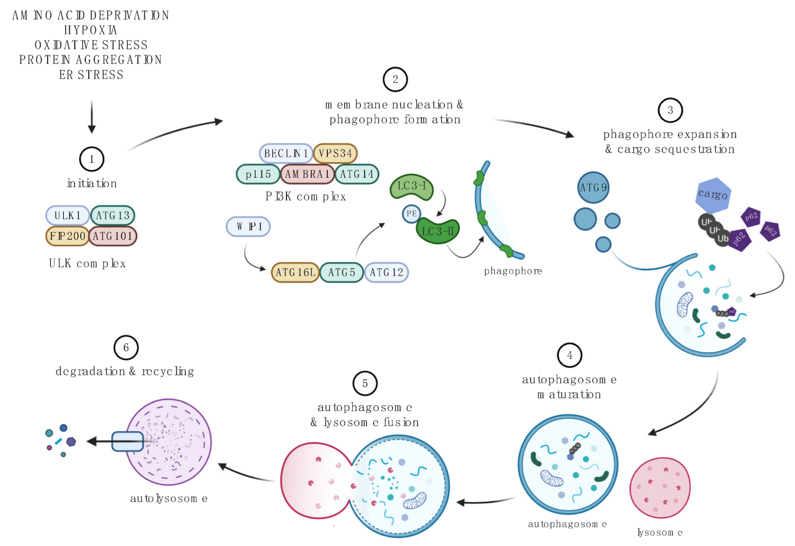 Cells 11 03339 g002 Cells 11 03339 g002