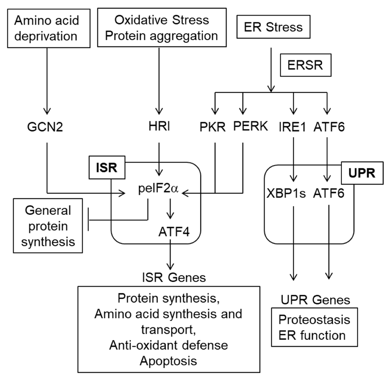Cells 11 03339 g003 Cells 11 03339 g003