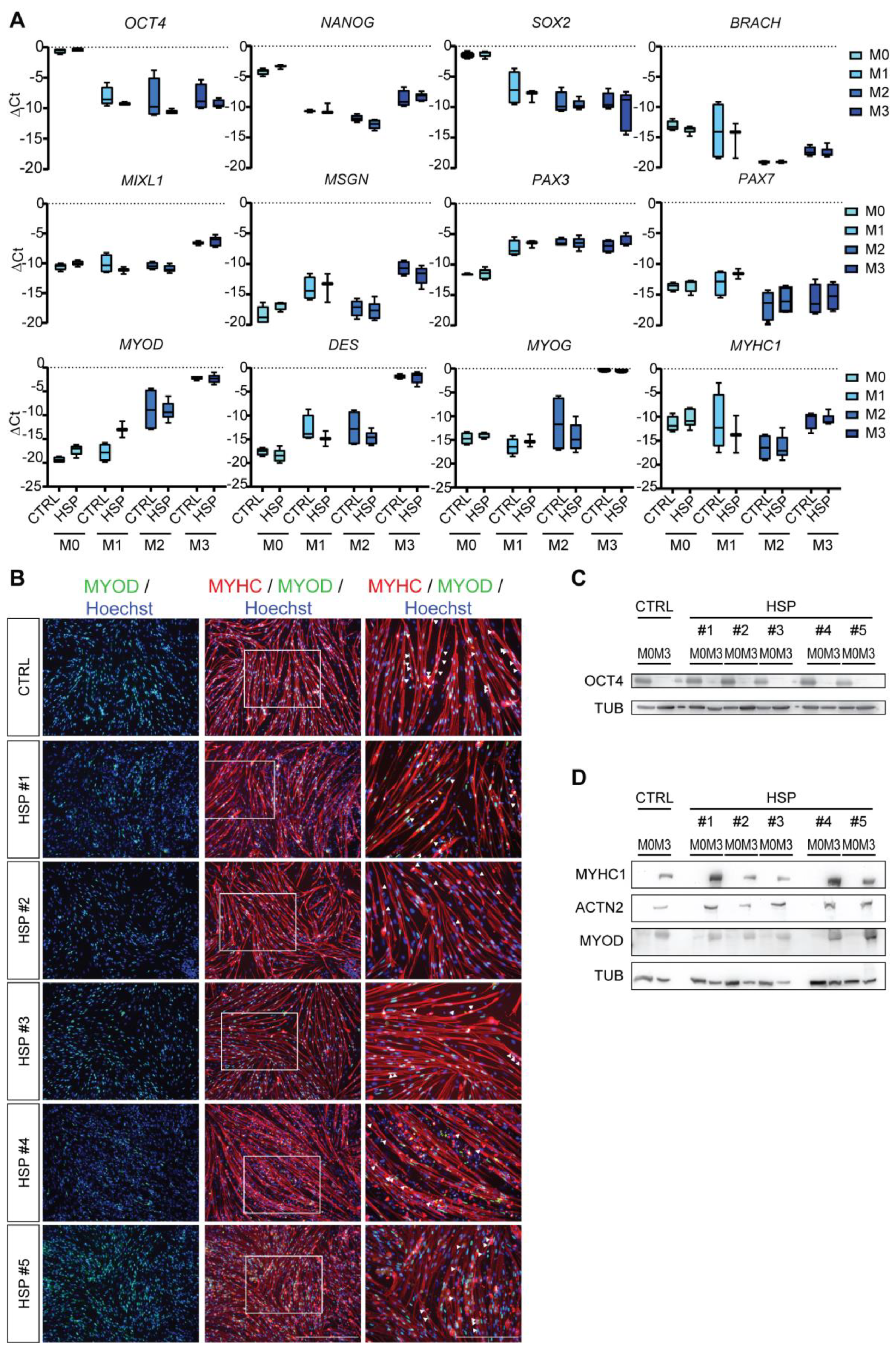 Cells 11 03351 g003 Cells 11 03351 g003