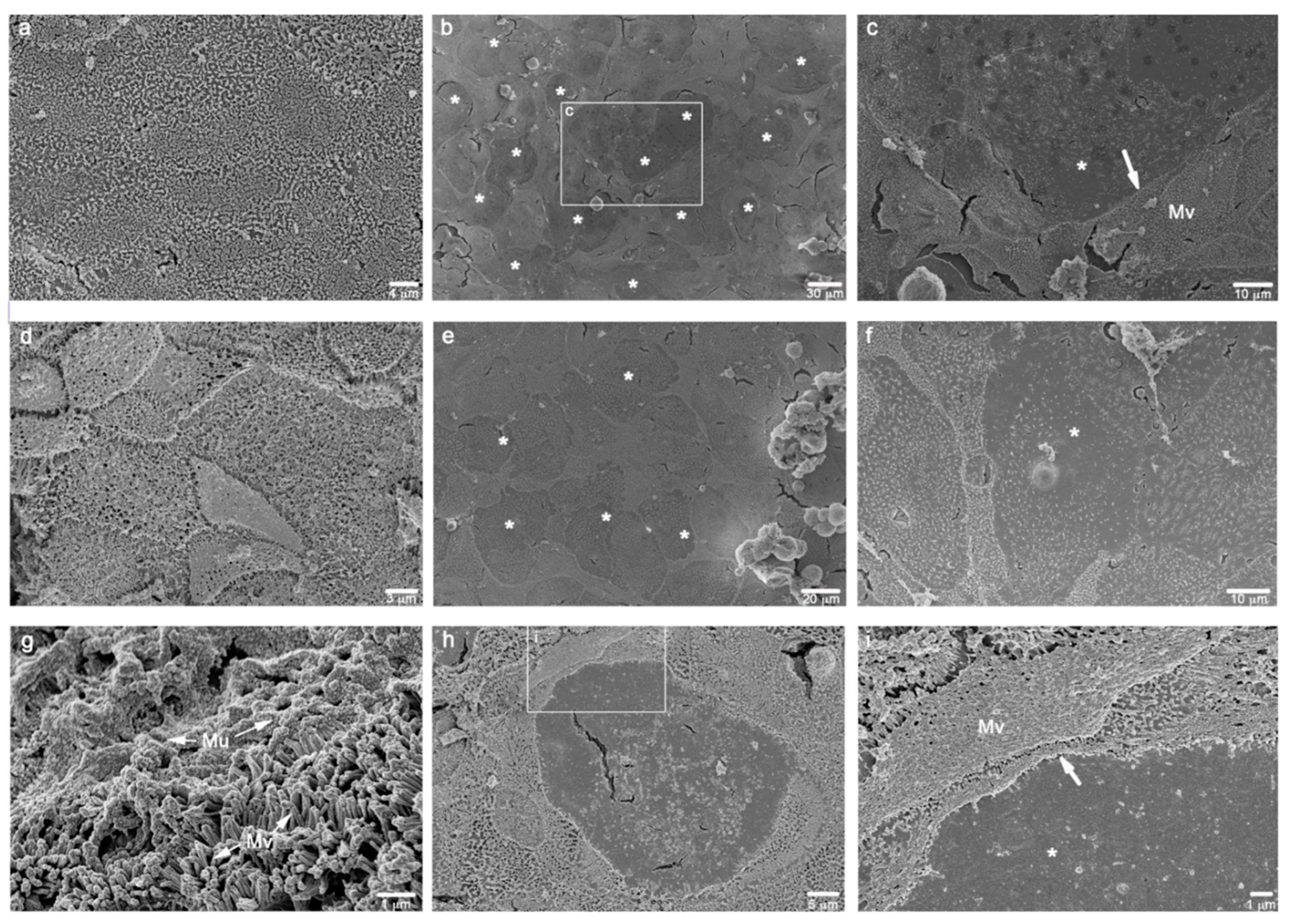 Cells 11 03357 g003 Cells 11 03357 g003