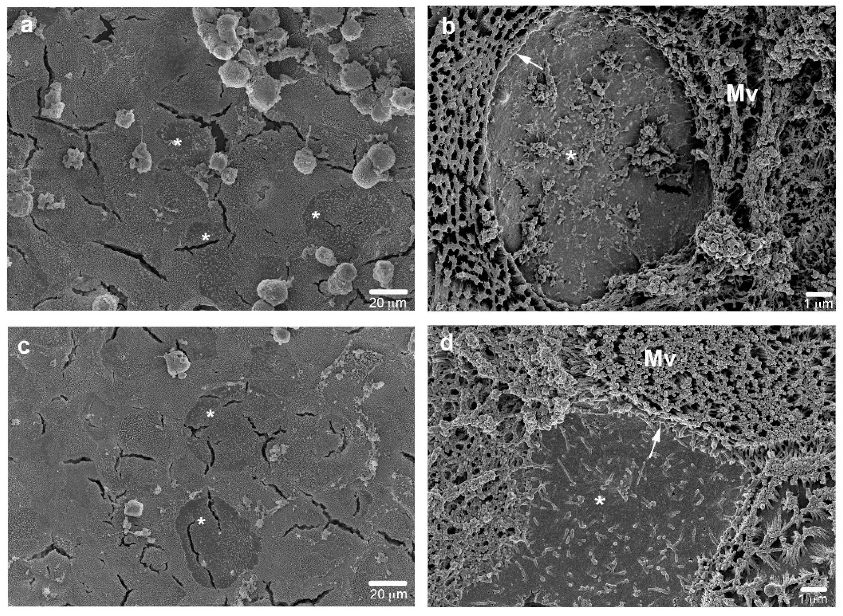 Cells 11 03357 g004 Cells 11 03357 g004