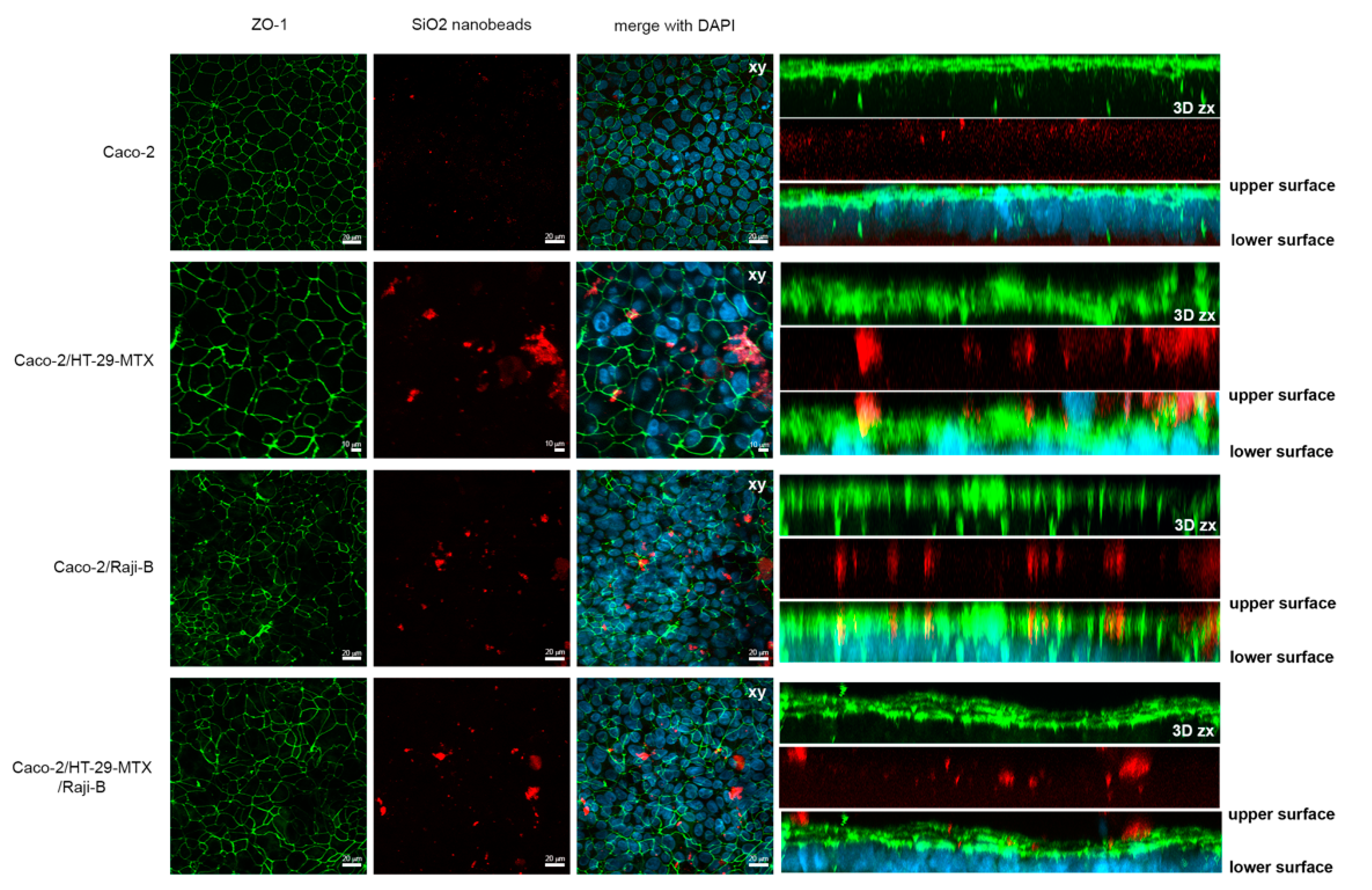 Cells 11 03357 g011 Cells 11 03357 g011