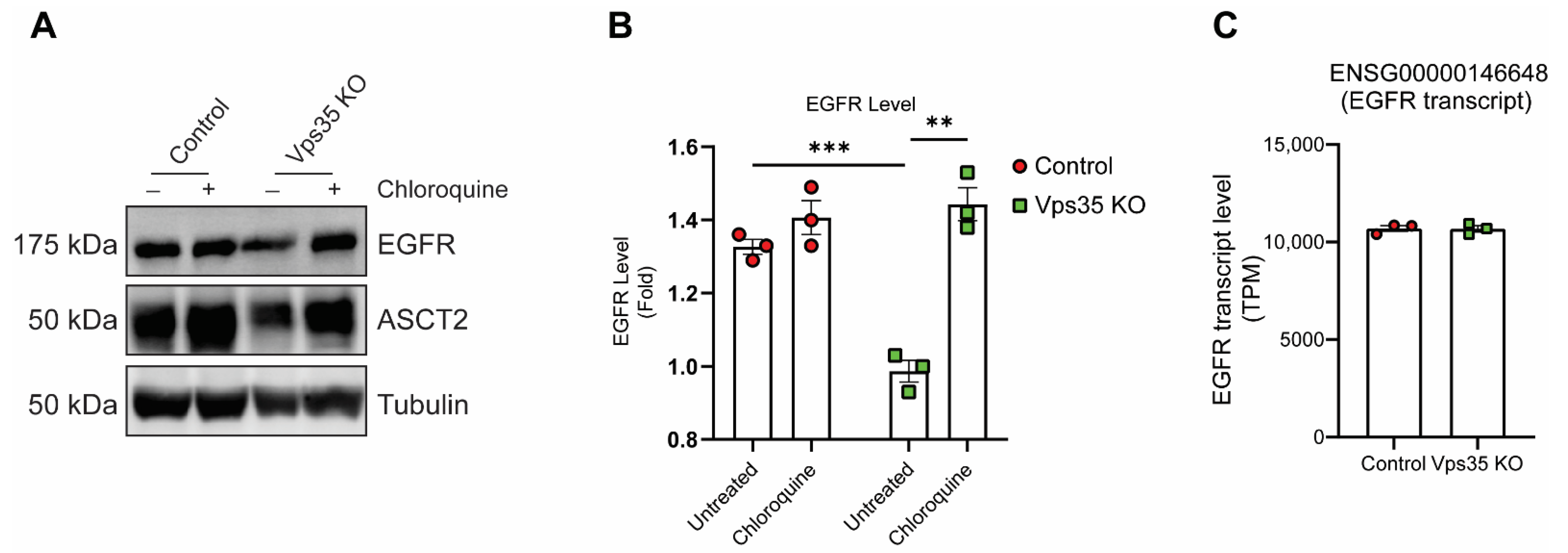 Cells 11 03358 g001 Cells 11 03358 g001